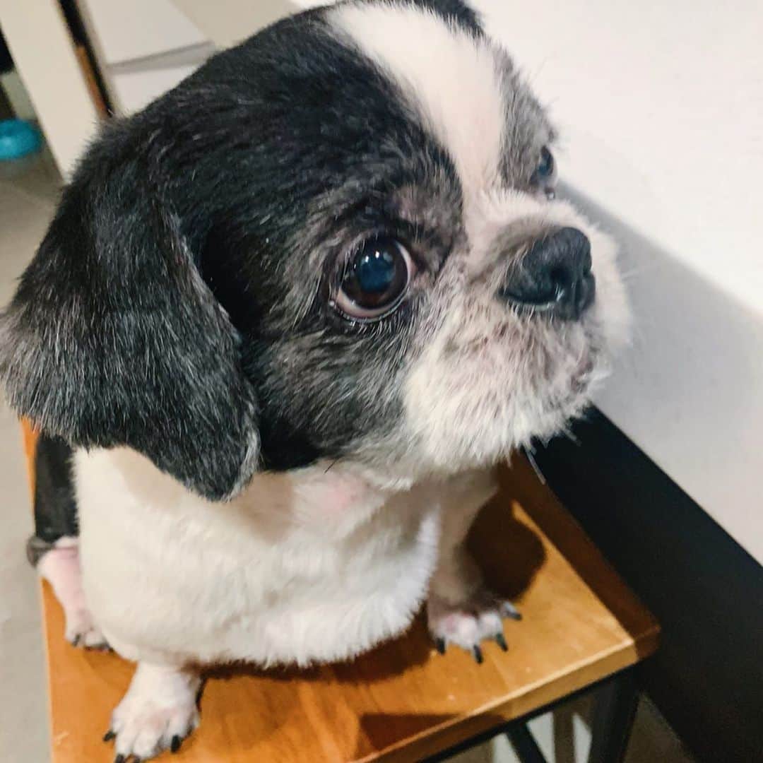 郭圈圈さんのインスタグラム写真 - (郭圈圈Instagram)「有夠可愛的咪🥺🥺🥺 每天都萌翻媽咪♥️ 這個背影太犯規了～～🥰」6月16日 23時31分 - helloiamlea