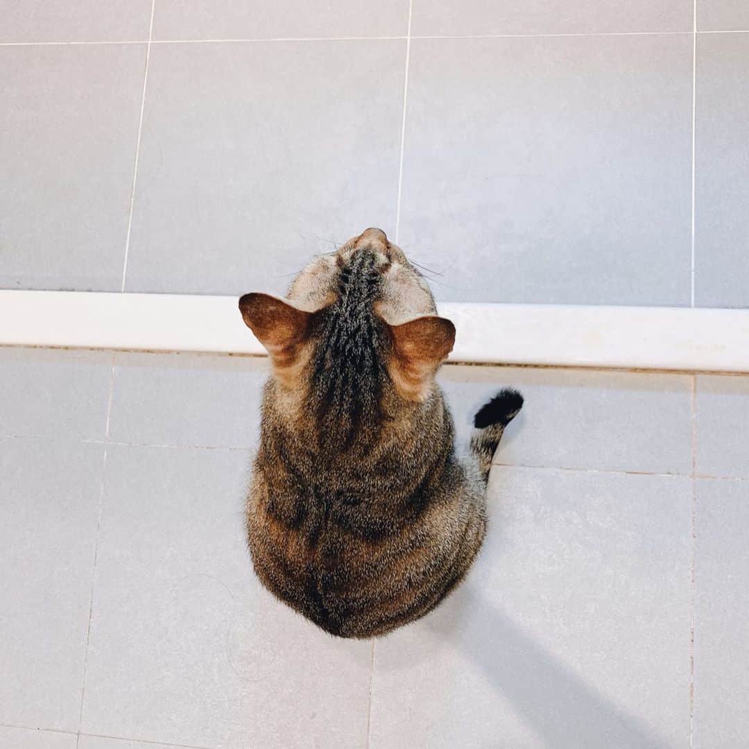 郭圈圈さんのインスタグラム写真 - (郭圈圈Instagram)「有夠可愛的咪🥺🥺🥺 每天都萌翻媽咪♥️ 這個背影太犯規了～～🥰」6月16日 23時31分 - helloiamlea