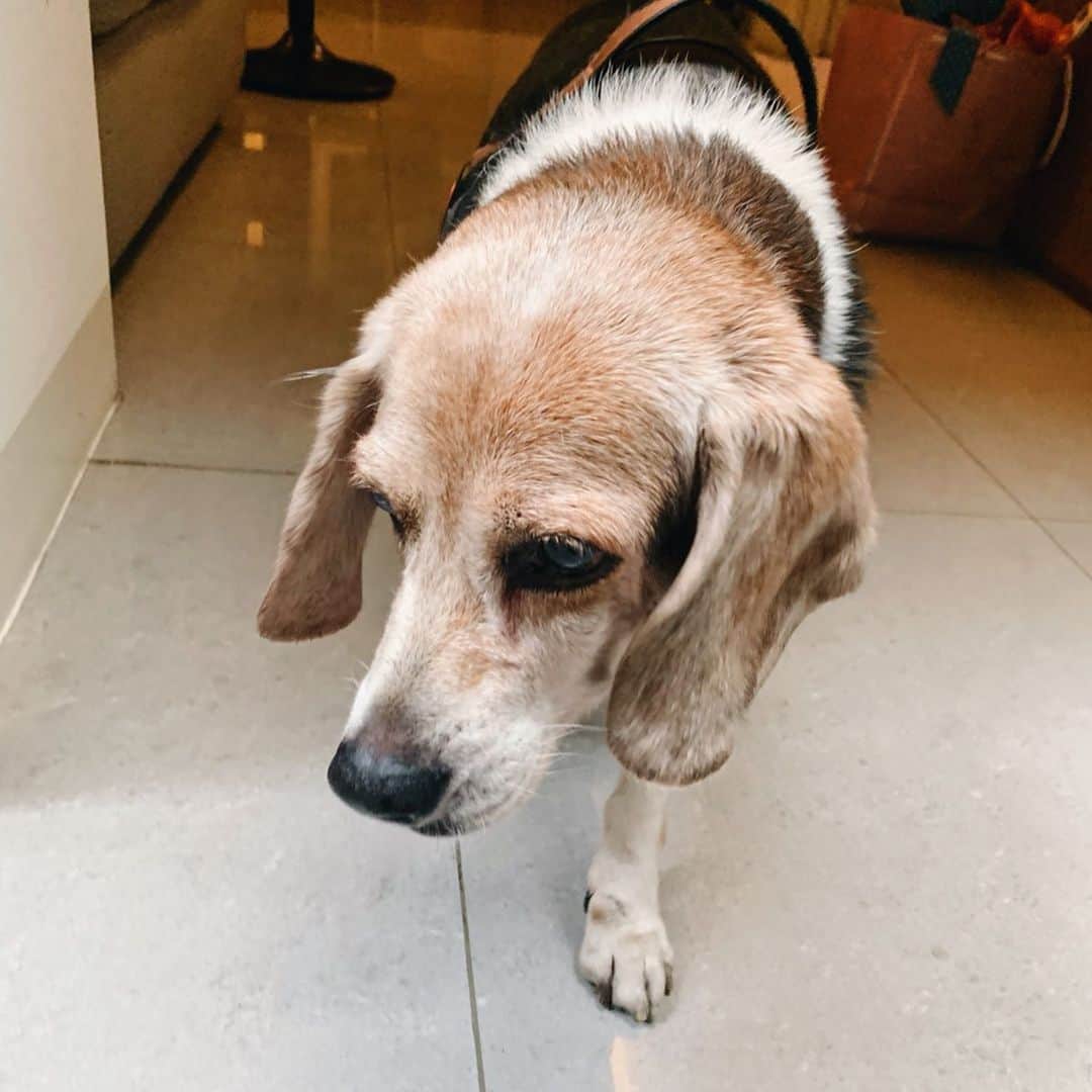 郭圈圈さんのインスタグラム写真 - (郭圈圈Instagram)「有夠可愛的咪🥺🥺🥺 每天都萌翻媽咪♥️ 這個背影太犯規了～～🥰」6月16日 23時31分 - helloiamlea