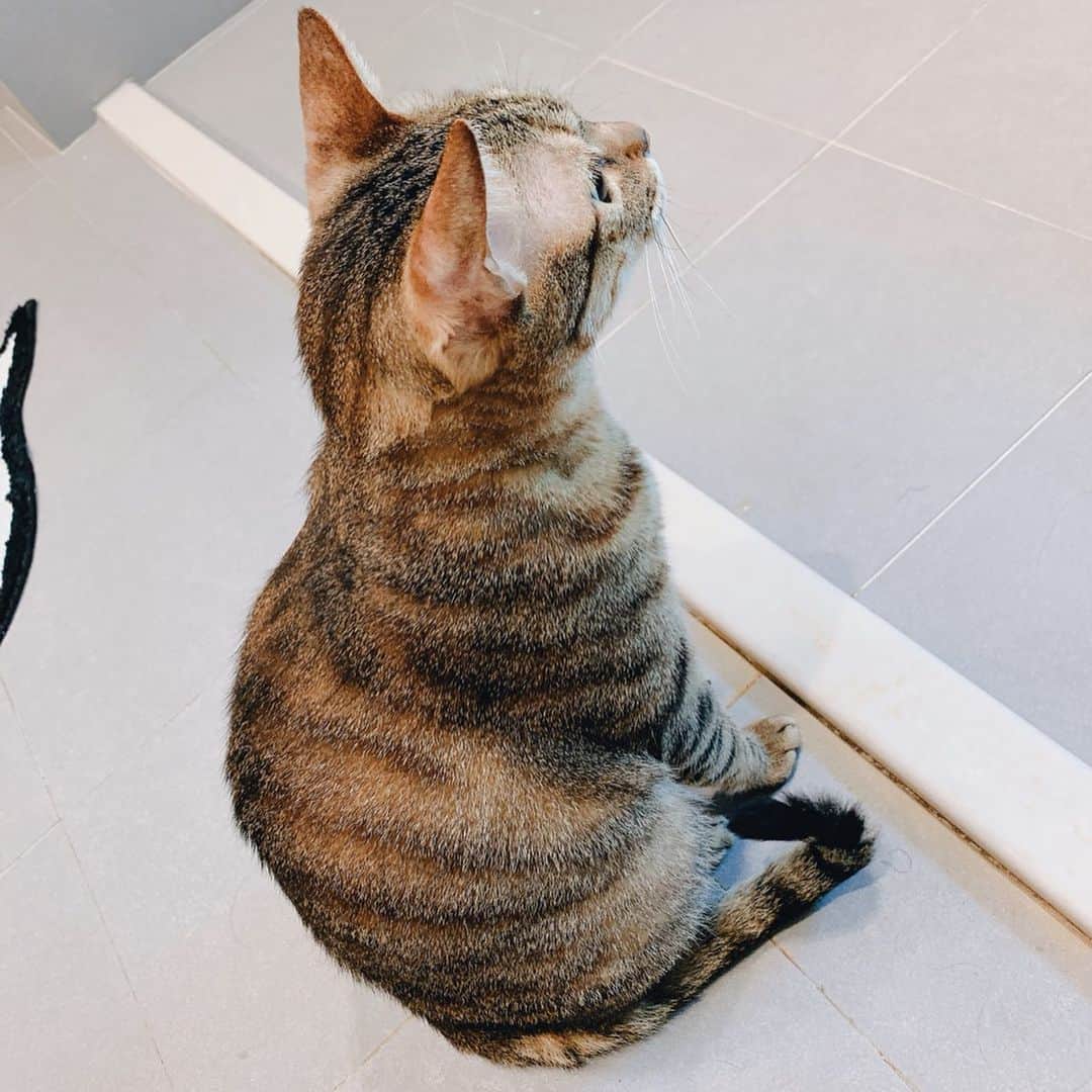 郭圈圈さんのインスタグラム写真 - (郭圈圈Instagram)「有夠可愛的咪🥺🥺🥺 每天都萌翻媽咪♥️ 這個背影太犯規了～～🥰」6月16日 23時31分 - helloiamlea