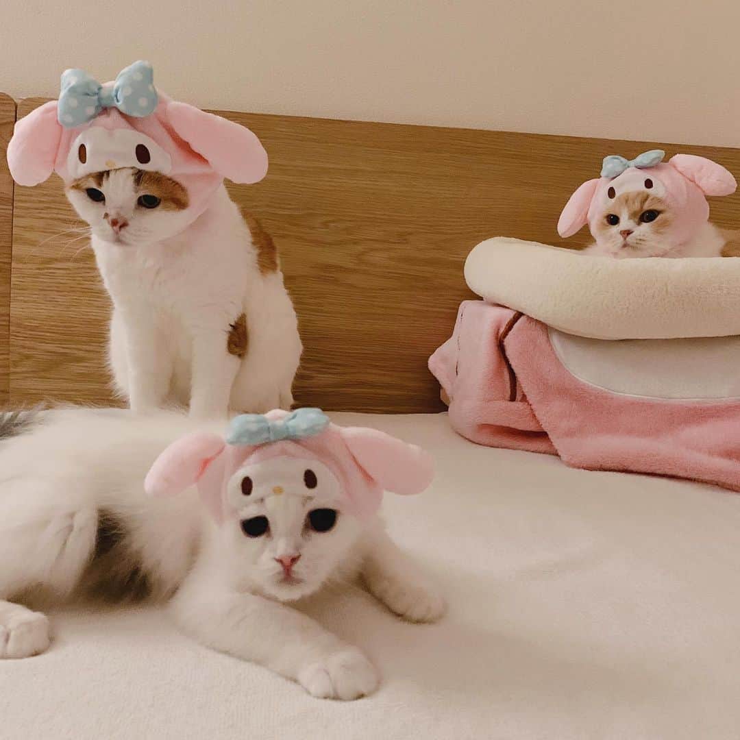 のんたさんのインスタグラム写真 - (のんたInstagram)「おやすみなさい😘⭐ ・ #scottishfold #catstagram_japan #catsofinstagram #cats_of_instagram#catoftheday #purr #ilovemycat #bestmeow #catlover #cutecat #kittensofinstagram #cute #スコティッシュフォールド#mymelody #sanrio #マイメロ」6月16日 23時38分 - utacci
