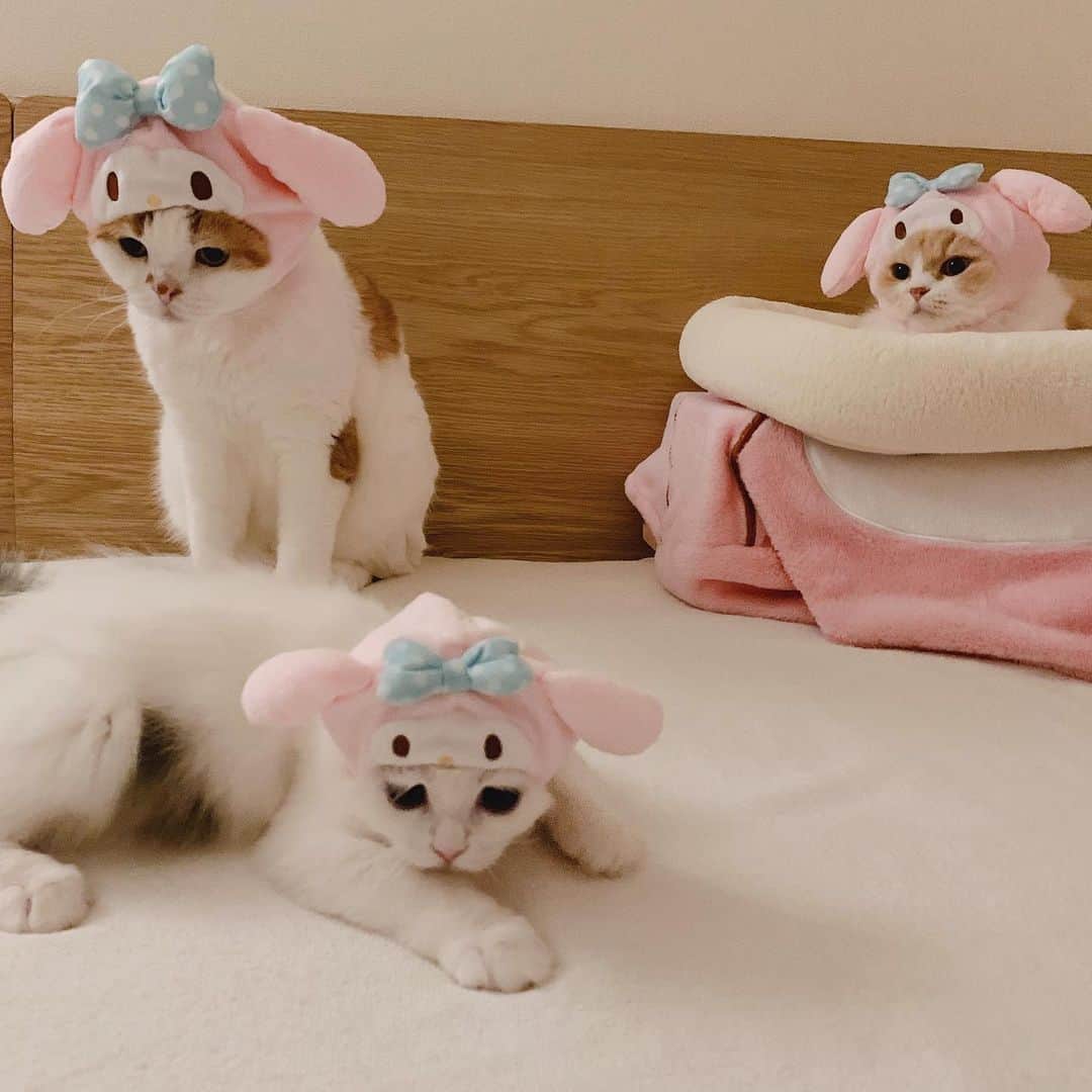 のんたのインスタグラム：「おやすみなさい😘⭐ ・ #scottishfold #catstagram_japan #catsofinstagram #cats_of_instagram#catoftheday #purr #ilovemycat #bestmeow #catlover #cutecat #kittensofinstagram #cute #スコティッシュフォールド#mymelody #sanrio #マイメロ」