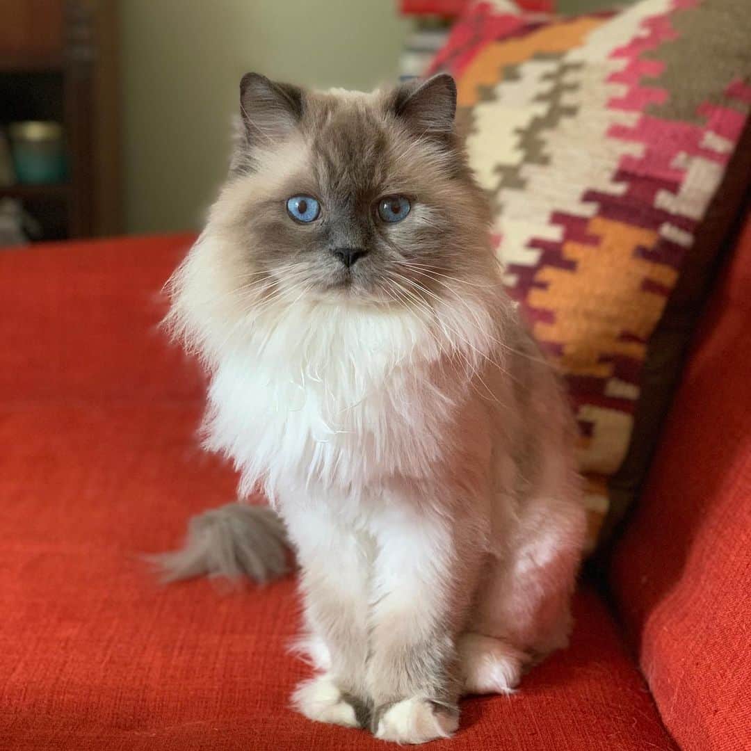 Tinaのインスタグラム：「Happy Cat Dad Day. 🥰 #FathersDay」