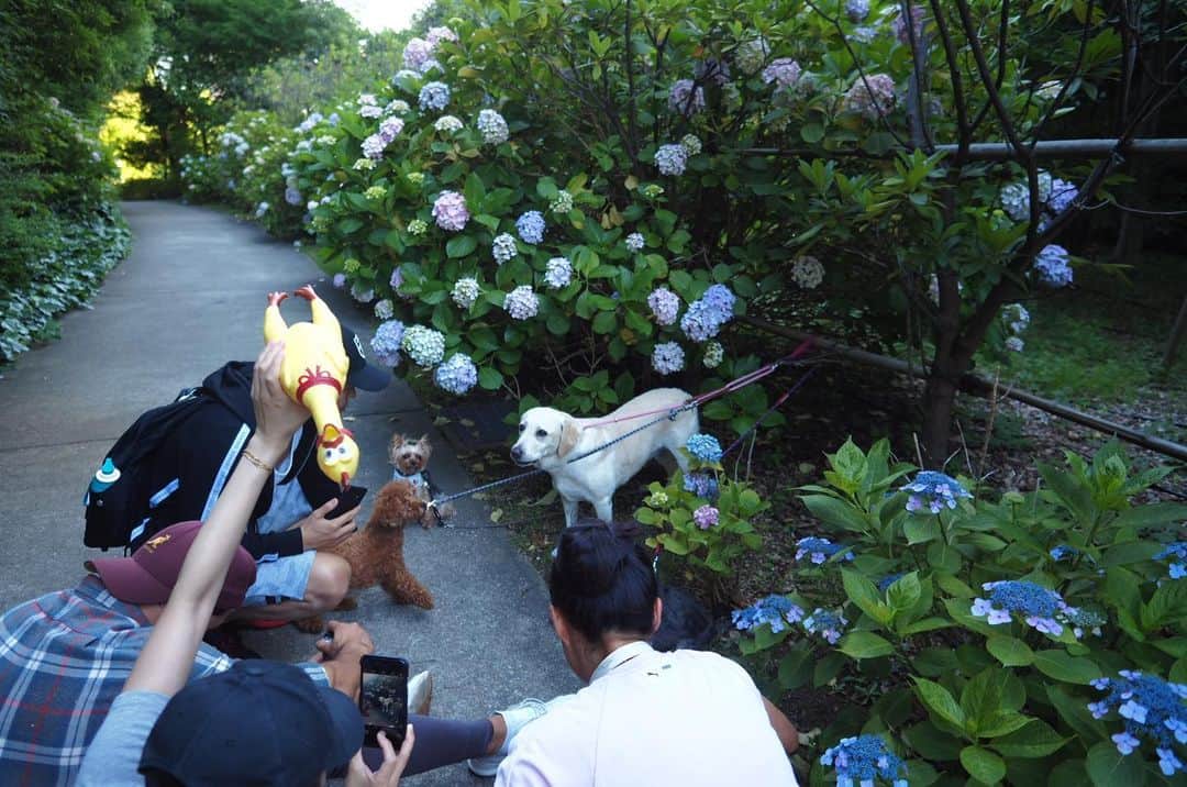 のインスタグラム：「Backstage of our photo shooting  撮影の裏側。 #yorkie #ヨーキー #yorkshireterrier #ヨークシャテリア」