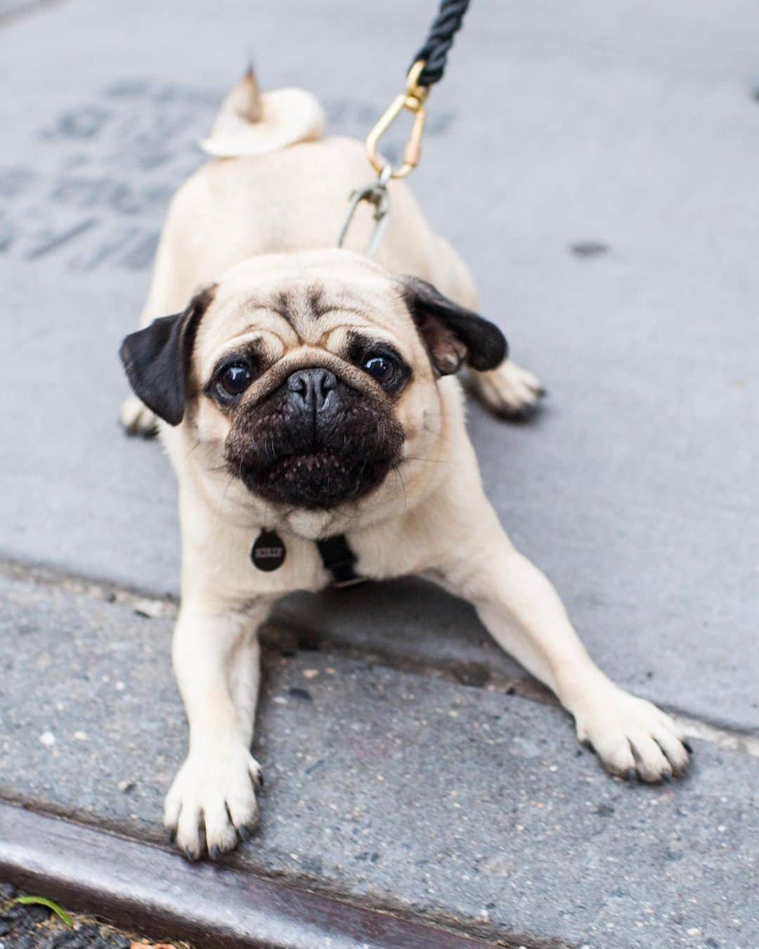 The Dogistさんのインスタグラム写真 - (The DogistInstagram)「Scully, Pug (1 y/o), W 4th & Charles St., New York, NY • “He’s a bunch of beans. He’s got a little bit of a DQ tail.” @scully_ny」6月16日 23時57分 - thedogist