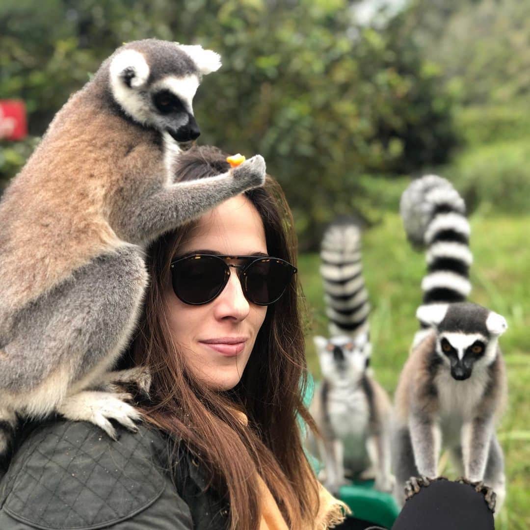 マリーナ・スコーシアーティさんのインスタグラム写真 - (マリーナ・スコーシアーティInstagram)「We can’t keep our hands off each other. #lemurs #madagascar #jetlaglife #travelphotography #lemur @krewe #krewe」6月17日 0時03分 - marinasqu