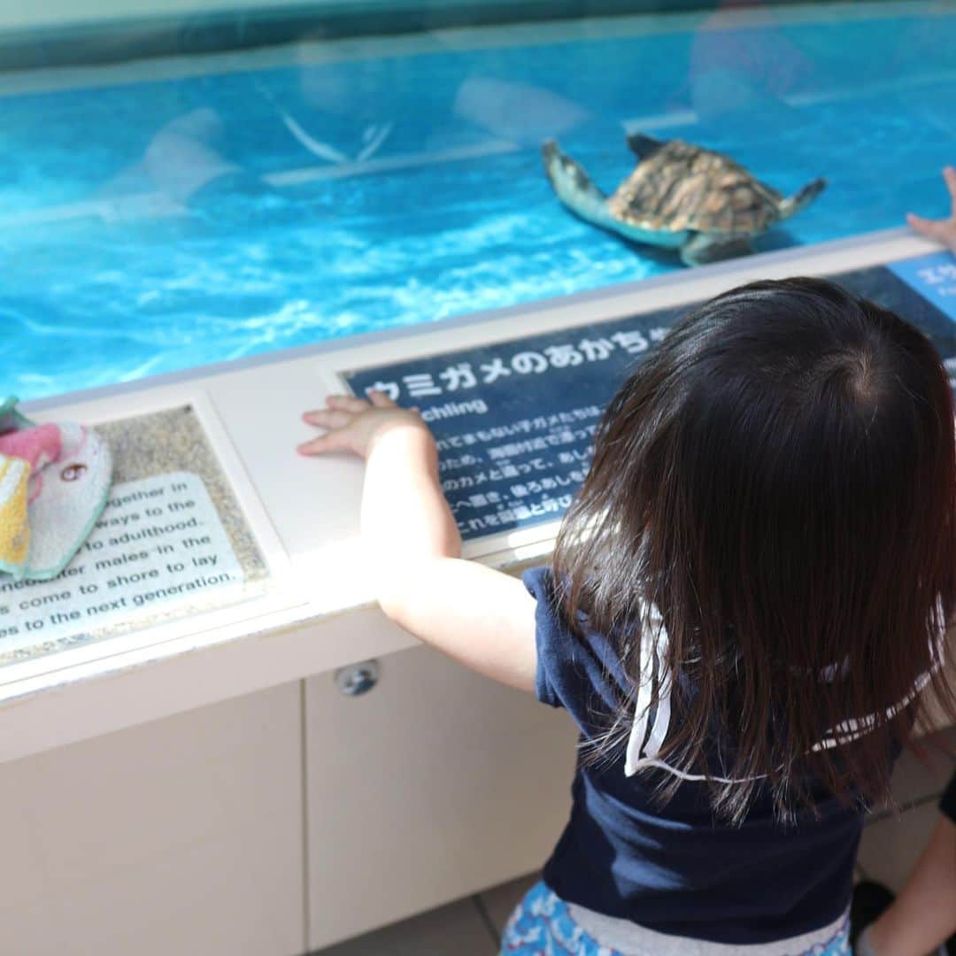 倉橋友和さんのインスタグラム写真 - (倉橋友和Instagram)「子どもたちも大興奮！やっぱり#名古屋港水族館 は見どころがいっぱいです🐬🐢🐠🐧 #2児の父 #メーテレ #アナウンサー #倉橋友和」6月17日 0時12分 - nbn_kurahashi