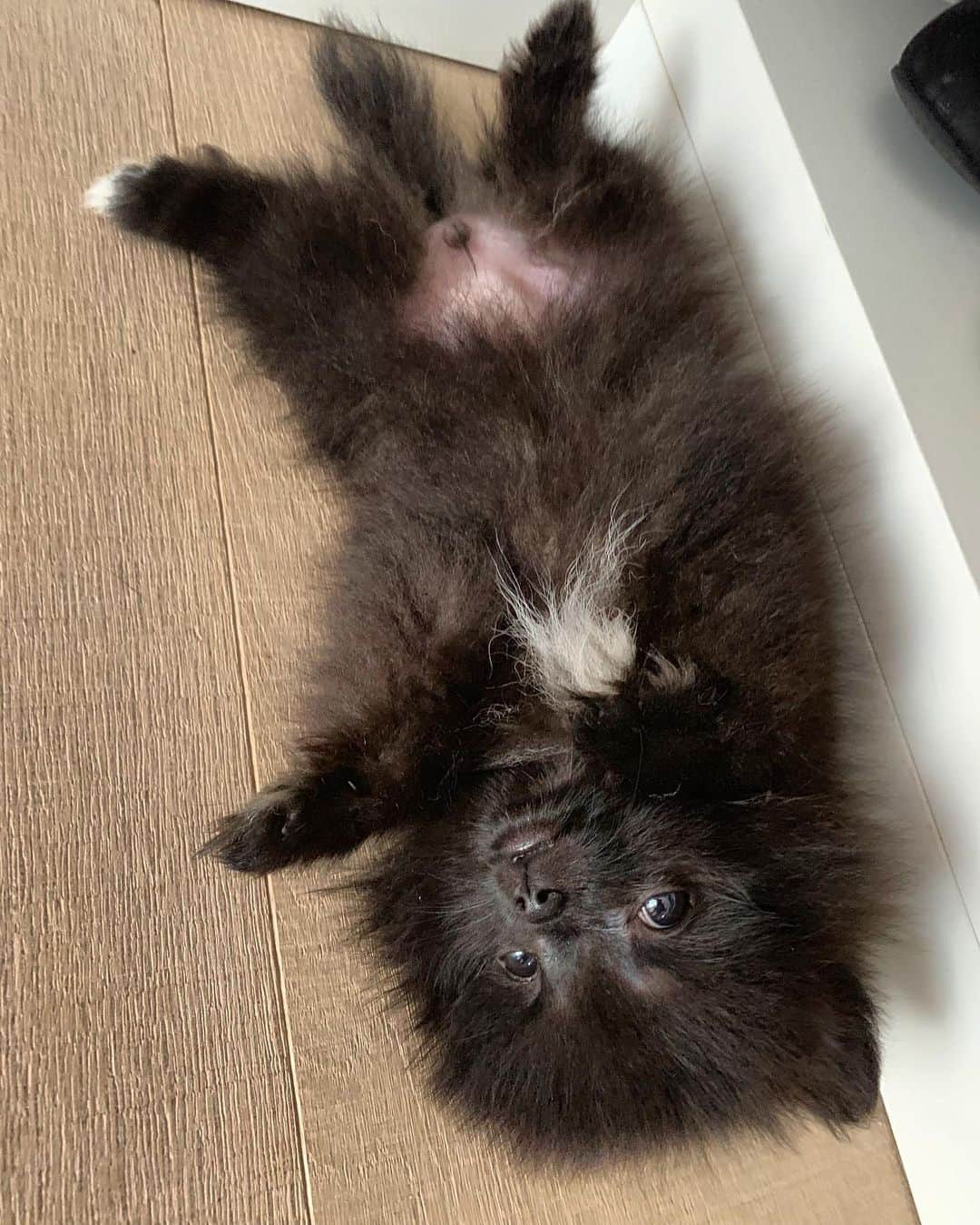 Giovanna Antonelliのインスタグラム：「Domingando!!!!! 🐕 rsrsrs !!! Não guento não gente !!!! #sortedog」