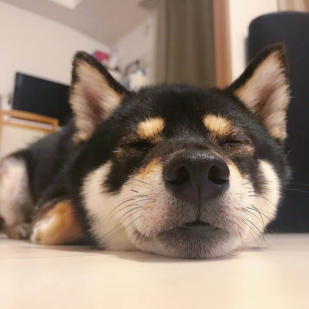 まめ丸のインスタグラム：「* * 週末、たのしかったなー🐶💓 おやすみなさーい⭐️ --------------------------------- 先週の体調不良のことの続きをブログにかいたよ🐶📖 （今はとっても元気だよ❣️） * good  night🐶💓 #boopthesnoot --------------------------------- I updated my blog🐶💓 The URL is in my profile. Please visit it if you have time❣️ * #明日からまたがんばろ🐶💓 #まめ丸ツムツム シリーズ #まめ丸おねむ * #柴犬#豆柴#柴#黒柴#犬#ふわもこ部#shiba#shibainu#shibastagram#shibadog#puppy#instadog#dogstagram#dog#instashiba#petstagram#pet#cutepetclub#강아지#멍스타그램#doglover#ilovemydog#weeklyfluff」