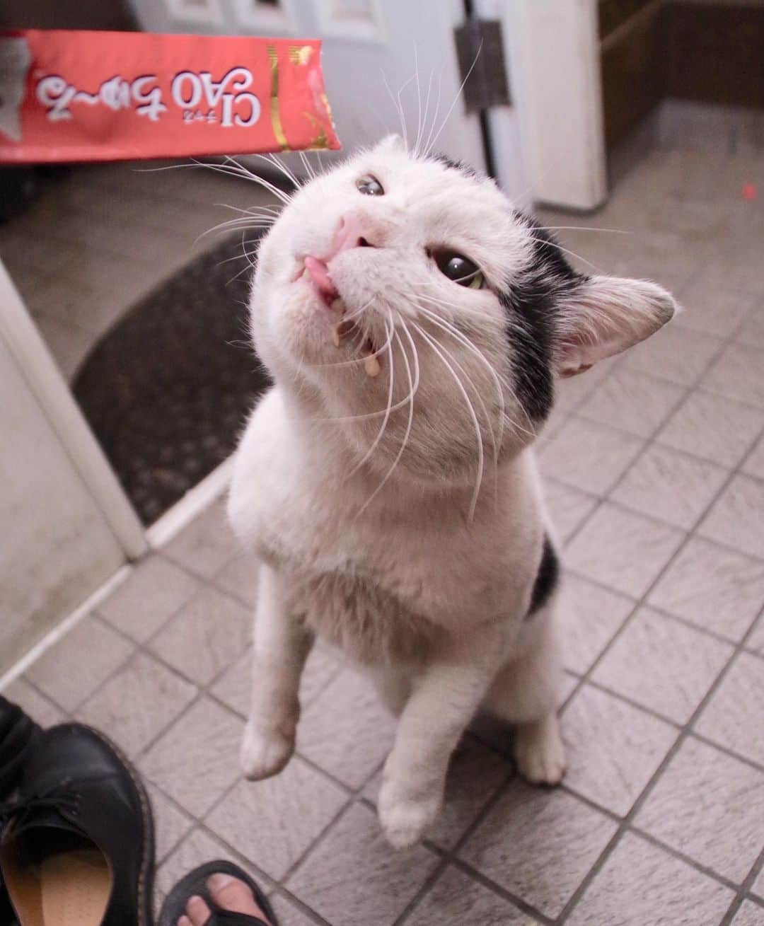 Kachimo Yoshimatsuさんのインスタグラム写真 - (Kachimo YoshimatsuInstagram)「ナナクロ立った！Nanakuro stood up. #uchinonekora #nanakuro #sotononekora #neko #cat #catstagram #kachimo #猫 #ねこ #うちの猫ら http://kachimo.exblog.jp」6月17日 0時38分 - kachimo