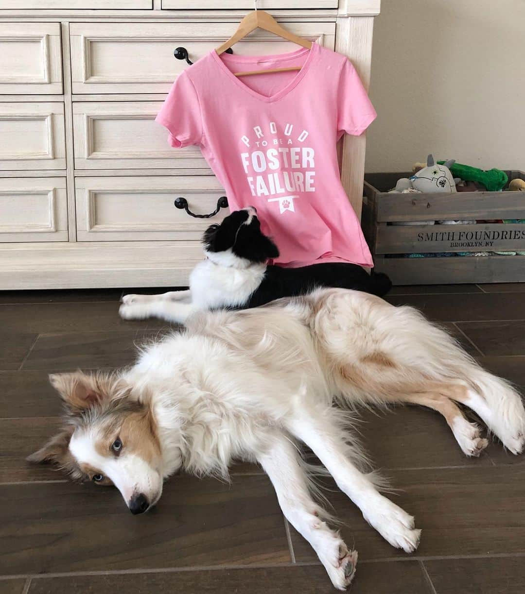 Jazzy Cooper Fostersさんのインスタグラム写真 - (Jazzy Cooper FostersInstagram)「Phoebe is adopted! Swipe to see her forever family.  Everyone, including BB, reached a unanimous decision as family that we won't be able to let Phoebe go. 🙊 When I brought Phoebe home, this wasn't our original plan and I really wanted to teach our two-legged kids the purpose of fostering. And I wasn't sure if I was ready to have another black and white BC in my life yet.  When I was looking for a new dog (a little dog), one of my goals was to find a dog that made BB happy. She's sensitive and emotionally challenging. I wanted to make sure adding a new dog wouldn't stress her. I was on petfinder everyday, and applied for about 10 dogs. I was rejected by a few rescue groups and many never got back to me.  It was puzzling at that time. I was planning a road trip to meet another dog the next day when a tiny pic of this goofy black and white popped up on a FB group. She and her siblings were roaming an area near a busy road and one of them had already been hit by a car. I commented “that black and white is killing me 😫” I cancelled the road trip to meet a Pom, and the goofy puppy was with me a few days later.  And for whatever incredible reason, BB and the pup hit it off. Watching those two play reminds me of the happy days with Cooper and Jazzy. ❤️ I realized Phoebe was making everyone in this family happy, including me. I think she was meant to be with us...maybe a gift from Jazzy. I know I would regret it so much if I let her go.  So, as of today, she's officially part of our family. 🥰  Happy Father's Day/gotcha day.」6月17日 0時58分 - bordernerd
