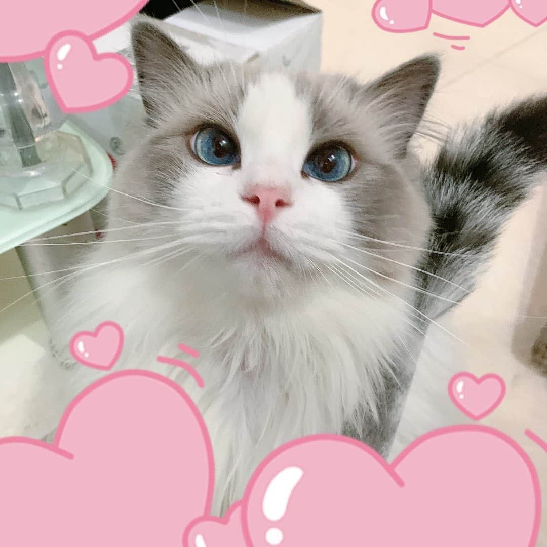 のインスタグラム：「good night from 豆豆～」