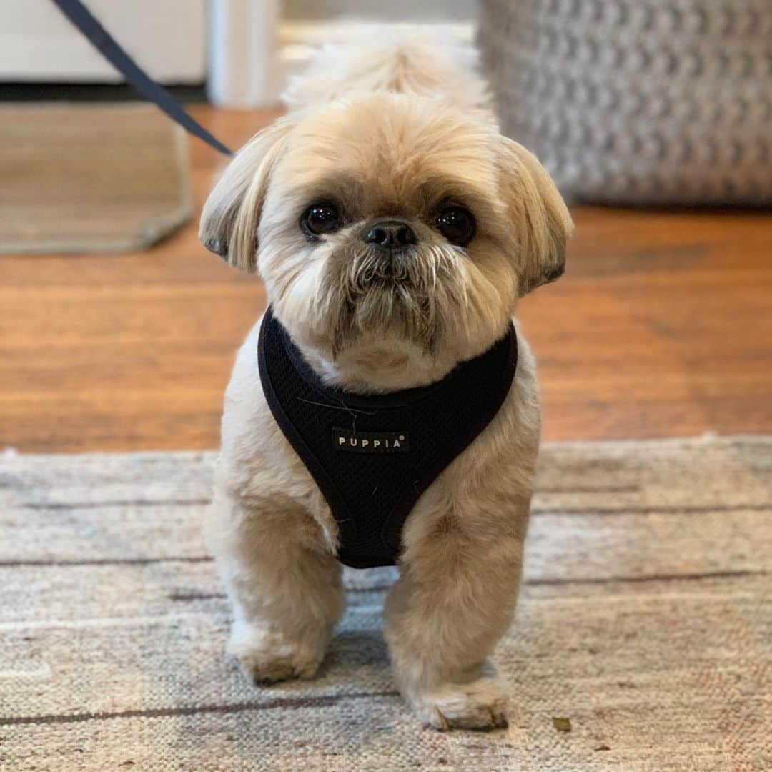 Dougie the Shih Tzuさんのインスタグラム写真 - (Dougie the Shih TzuInstagram)「Ready for that Father’s Day walk.」6月17日 1時36分 - dailydougie