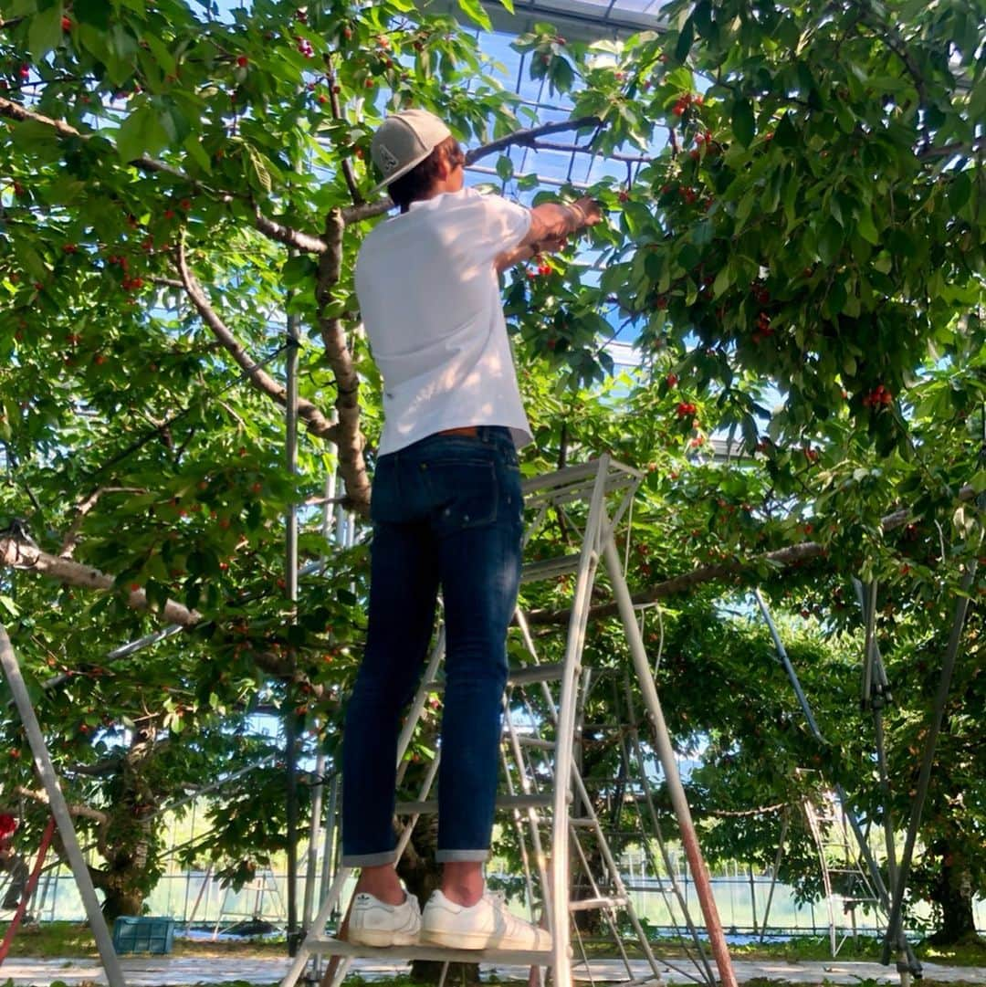 摂津颯登のインスタグラム：「この間さくらんぼ狩りに行ってきました🍒 最高に美味しかったです😊 #山形#天童#さくらんぼ#さくらんぼ狩り#王将果樹園#山形LIFE」