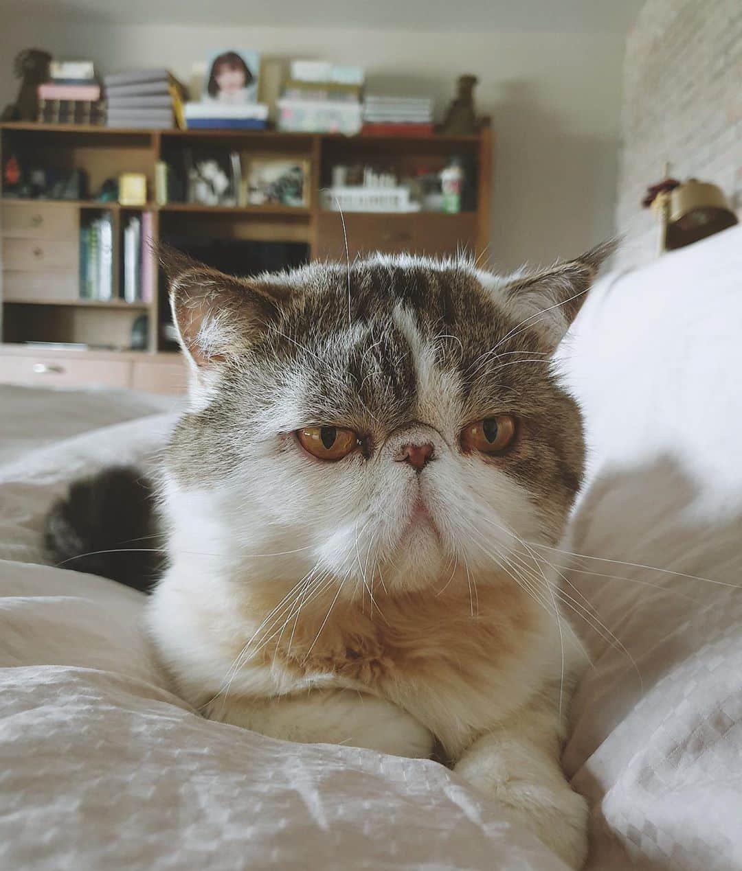 アン・カーティスのインスタグラム：「Mogwai is my Monday Mood 😴」
