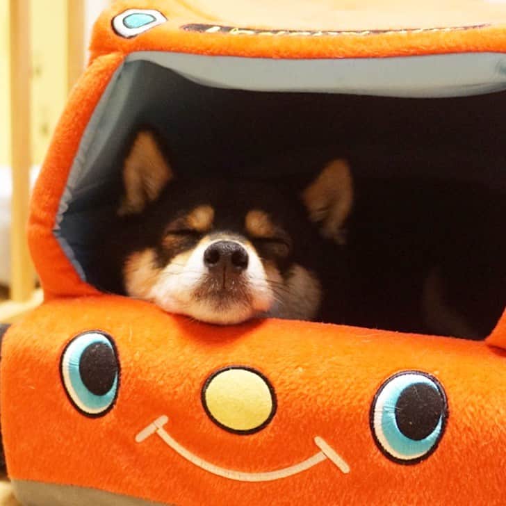 のインスタグラム：「居眠り運転じゃないから、安心してね‼️ボクは、免許持っていないんだ😳ママちんは、免許持っているけど、運転出来ない🤭(ペーパードライバー😵)2019.6.17  #チームヒッキー #寝顔 #黒豆柴こむぎ #黒豆柴 #豆柴 #黒柴 #黑柴 #柴犬 #柴 #まめしば #しばいぬ #しば #mameshiba #kuroshiba #shibainu #shiba #shibalove #shibalovers #shibastagram #shiba_snap #shibasofinstagram #west_dog_japan #ふわもこ部 #pecoいぬ部 #いぬら部 #proudshibas #thedailyshibainu #ここ柴部 #いぬのきもち #todayswanko」