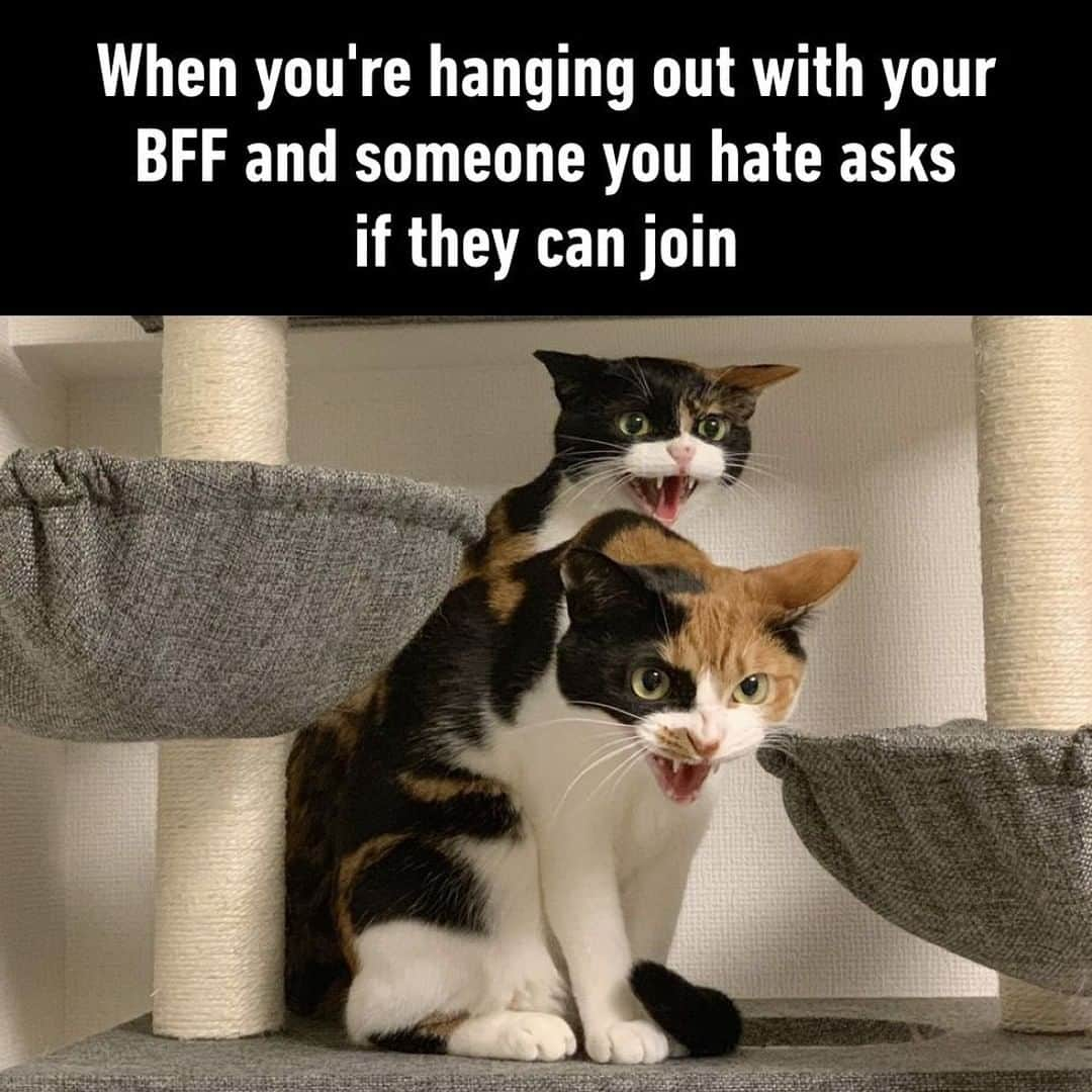 9GAGさんのインスタグラム写真 - (9GAGInstagram)「Be gone, b*tch!⠀ 📸 monakanko | TW⠀ -⠀ #cat #bff #gossip #9gag」6月17日 4時01分 - 9gag