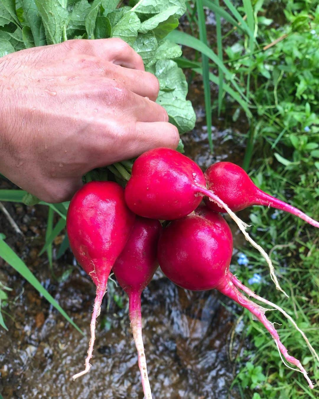 ザックポーゼンさんのインスタグラム写真 - (ザックポーゼンInstagram)「Washing our #homegrown #radishes in our crystal #AuroraSprings water!  #veggies #garden #country #bliss」6月17日 4時40分 - zacposen