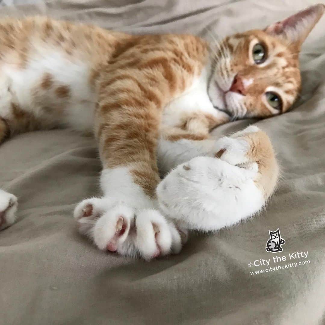 City the Kittyさんのインスタグラム写真 - (City the KittyInstagram)「Happy Father’s Day to all the cat daddy’s and human dads!!!❤️😺 Thank you for being such awesome human beings who let your cats keep their much needed toes and claws! ❤️ #catdaddy #fathersday #pawsneedclaws #happyfathersday」6月17日 5時25分 - citythekitty