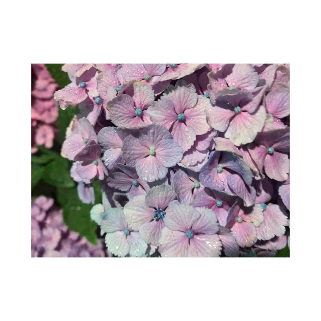 森脇加奈子のインスタグラム：「天気がよろしくない日の紫陽花が好き なんとなくピンクより青や紫の紫陽花が好き 近所の紫陽花はピンク率多し… ． あと13回朝を迎えると6月が終わるという現実！ 1日1日大事に生きよう… ． 今年の梅雨って7月まで残るってホント？ #おはようございます #紫陽花」