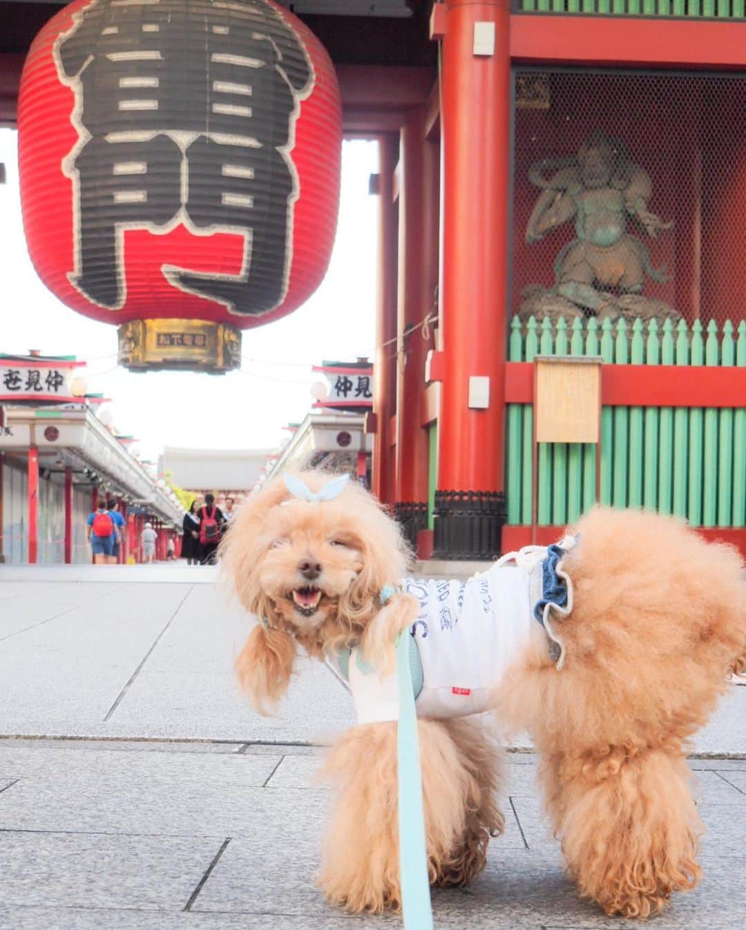 Toypoodle Mikuru?Asakusa Tokyoのインスタグラム：「20190617 Monday. Good morning! Friends 💖 ㊗️浅草寺あさんぽ復活㊗️ . 1ヶ月振りの朝活浅草寺😄 みんなと会えて楽しそうな みきゅるんでした👏🏻 毎日は無理かもしれないけど 無理のない程度に連れてきてあげたいなぁ☺️ . #浅草寺 #あさんぽ #復活みくるん . さすがにお目々が見えなくなってきましたよ😂 ちょっと自分でカットしてみようかなぁ🤔」