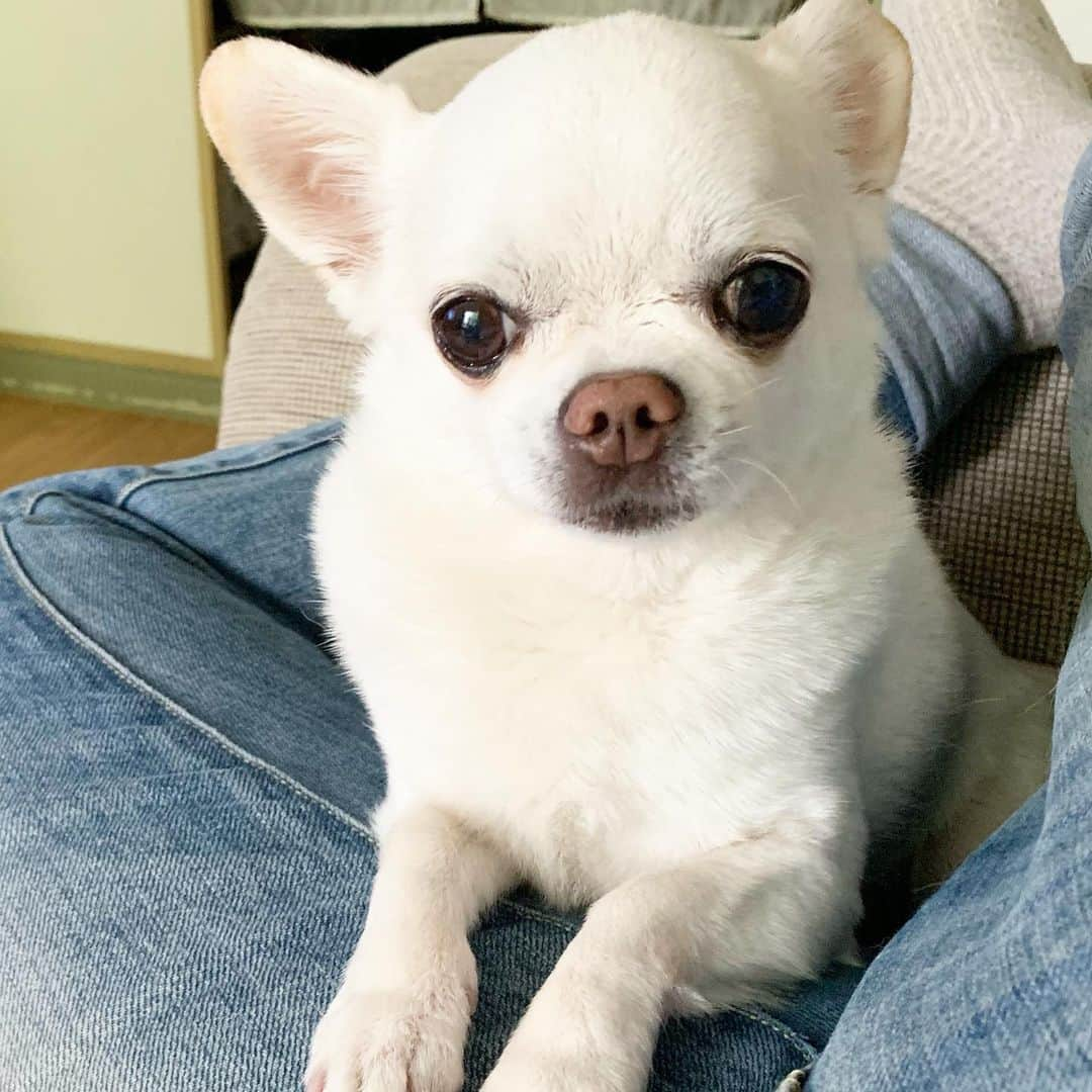 KORIKIさんのインスタグラム写真 - (KORIKIInstagram)「おはようございます♪ * #休日 #指定席 #dogofsapporo #dog, #dogs, #dogstagram,#chihuahua,#犬バカ部,#チワワ,#koriki, #hanadog #白スムチ連合会, #スムチー,  #dogofthedayjp, #dogoftheday  #ilovemydog #instadog #instapet #WhiteChihuahua  #吉娃娃 #치와와  #dogsofinstagram #Chihuahualover  #チワワの輪 #barkbox #WhiteChihuahuaParty #もふもふモフモフ」6月17日 7時22分 - koriki_dog