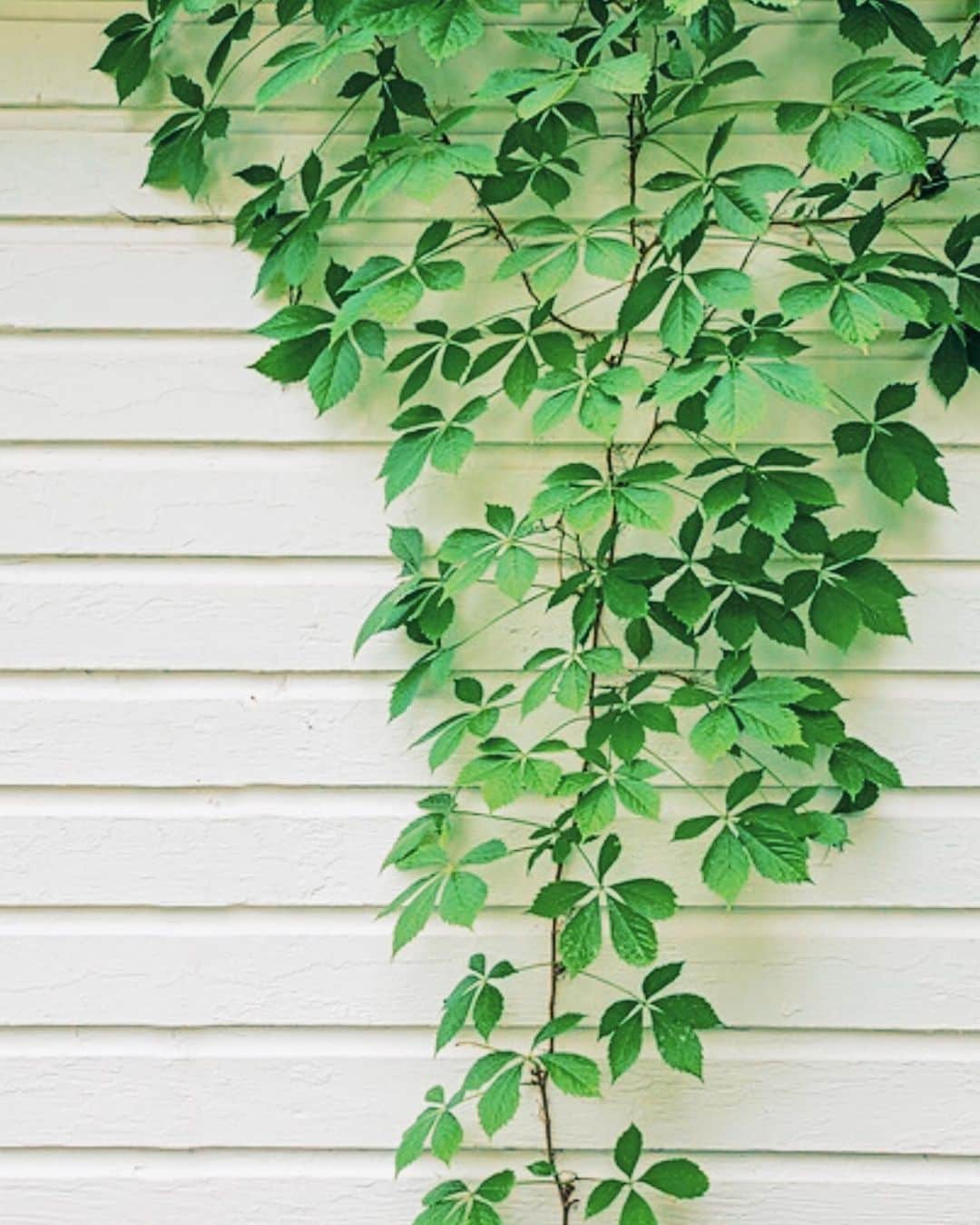 Grace Bonneyのインスタグラム：「[Photo of vines on our garage by my dad @cbonneyphoto ] I’ve been taking more time away from social media. And it’s honestly been really wonderful. Ive been trying to muffle the voice in my head telling me that I’m “lazy” for not putting as much time into social media, but I know that this quiet time at home is important and head-clearing. I’ve been listening more, learning more, and have been trying to better understand some of the heart-breaking news in the world outside of the lens of social media (specifically in relation to the horrific atrocities in Sudan). I want to find ways to use my time to be of better service in the real world outside and not just online. It’s a slow and winding process and de-programming myself from the way I used to talk-first and listen/learn-second, but it’s so necessary right now. I know whatever I do next, I want to be of more tangible service and make connections that exist in real life and not just on a screen. Does anyone else feel this way these days? I don’t want to disengage from community or world news at all- quite the contrary. What I want instead is to find and support those things in ways that feel more concrete, functional,  and permanent. The internet can be such a powerful tool for so many things but I think I forgot that real life can, too. So I’m working on unplugging more and plugging back in to the people and places around me. 💚」