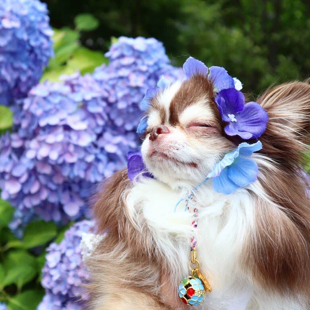 kayoのインスタグラム：「* * 紫陽花と同化してる らいちん😂 * * Lychee💗 * * #紫陽花 #chihuahua#chihuahualove#dogstgram#dog#instadog#チワワ#チワワ大好き * *」