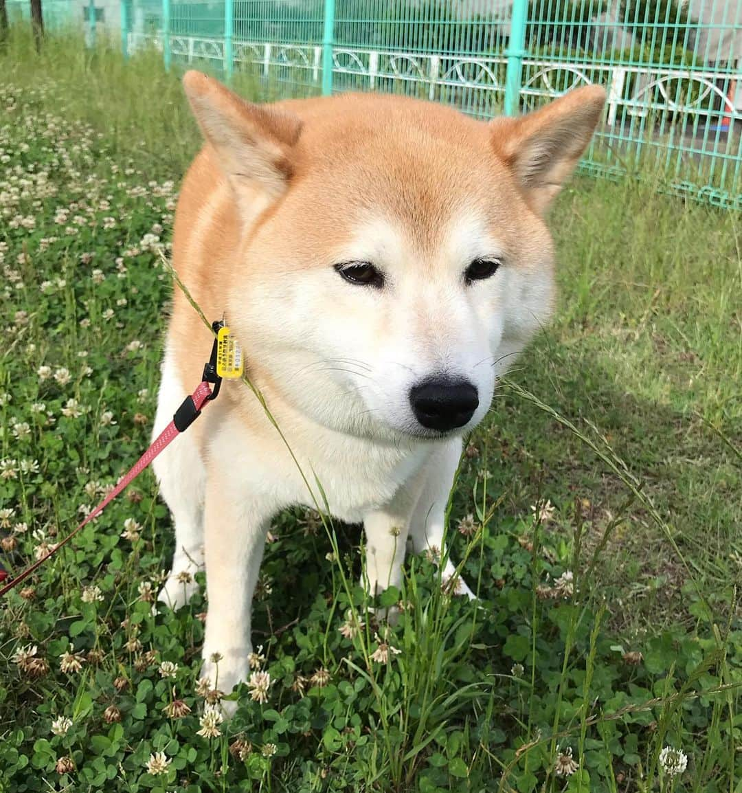 柴犬のモモさんのインスタグラム写真 - (柴犬のモモInstagram)「おはようございます。また撮ってしまった…どんどん顔が「無」になっていくのが見どころです #いぬ #イヌ #犬 #柴犬 #赤柴 #日本犬 #犬バカ部 #ふわもこ部 #いぬら部 #癒しわんこ #柴犬マニア #犬のいる暮らし #口角キュキュッと部 #shiba #shibainu #shibadog #dogstagram #dogsofinstagram #shibastagram #shibasofinstagram #shibamania #inu #instadog #toyota_dog」6月17日 7時52分 - shi_ba_i_nu_momo