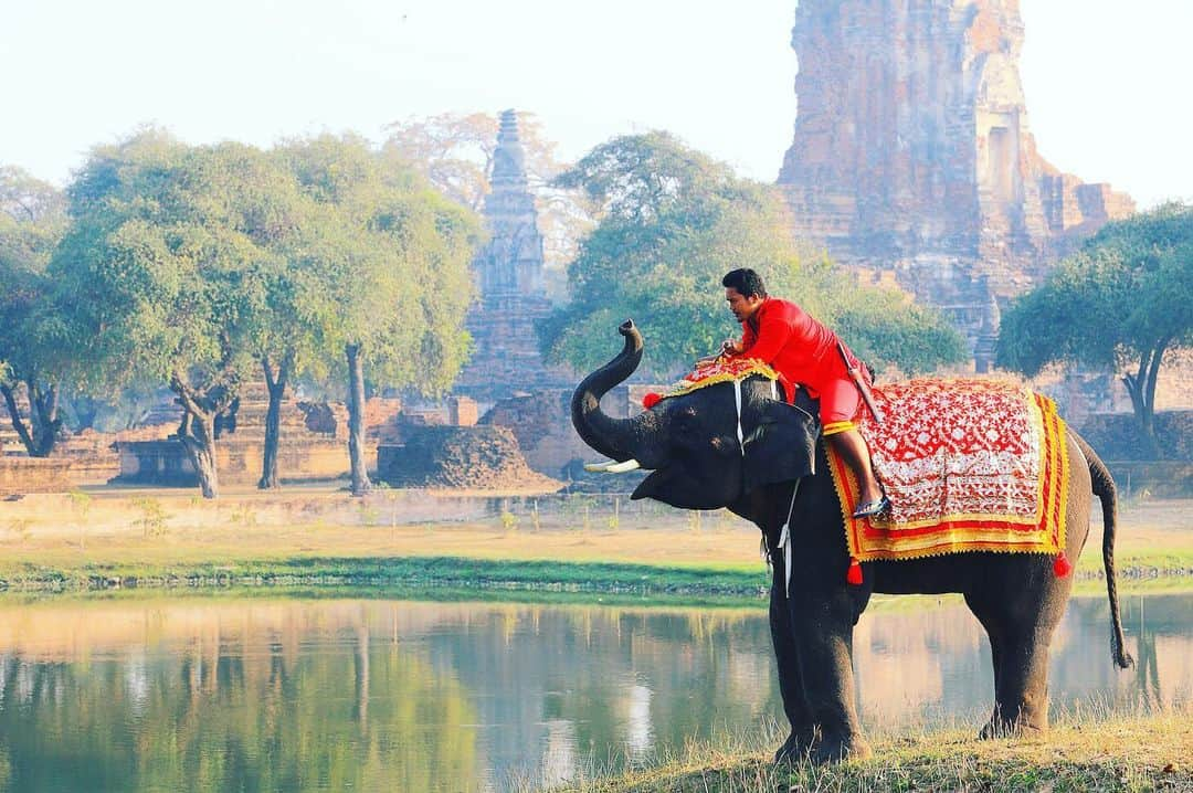 タイ国政府観光庁さんのインスタグラム写真 - (タイ国政府観光庁Instagram)「アユタヤの世界遺産遺産から、おはようございます☀️﻿ ﻿ 今週も1週間がんばりましょう😊﻿ ﻿ 「アユタヤ・エレファントキャンプ」では、象の背中に乗って世界遺産を巡ったり、象への餌やりを体験することができます🐘✨﻿ ﻿ #今週も頑張ろう #タイ #アユタヤ #エレファントキャンプ #世界遺産 #象 #タイ寺院 #お寺巡り #こんなタイ知らなかった #はじめてのタイ #タイ旅行 #アユタヤ旅行 #ローカル体験 #旅好きな人と繋がりたい #旅行好きな人と繋がりたい #海外旅行#thailand #ayutthaya #worldheritage #elephantcamp #elephant #amazingthailand #thailandtravel #thailandtrip #thai #thaistagram #lovethailand #localexperience #thainess」6月17日 7時56分 - amazingthailandjp