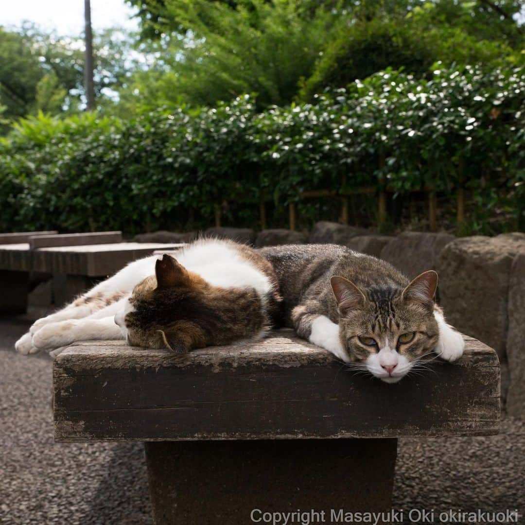 Masayukiさんのインスタグラム写真 - (MasayukiInstagram)「添い寝。  おはようございます。 Good morning from Tokyo Japan ☀️ #cat #ねこ」6月17日 8時09分 - okirakuoki