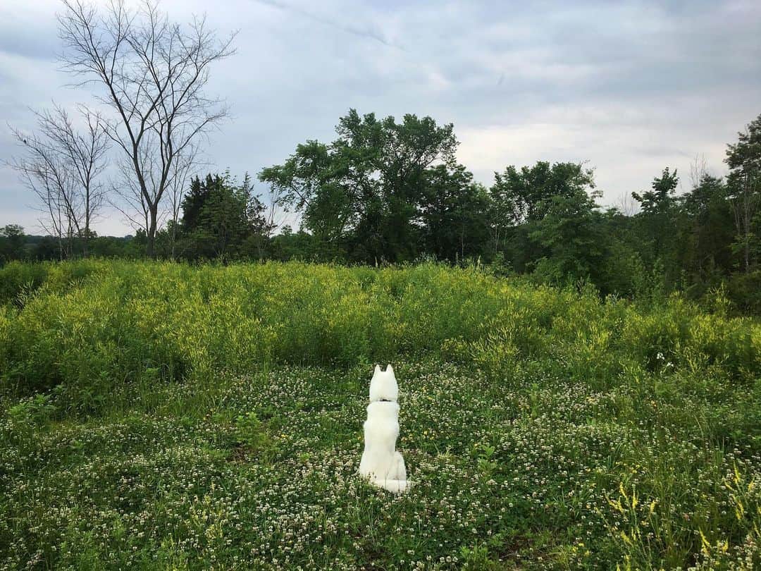 John Stortzのインスタグラム：「Sneaky weekend getaway with some good perritos bonitos.」