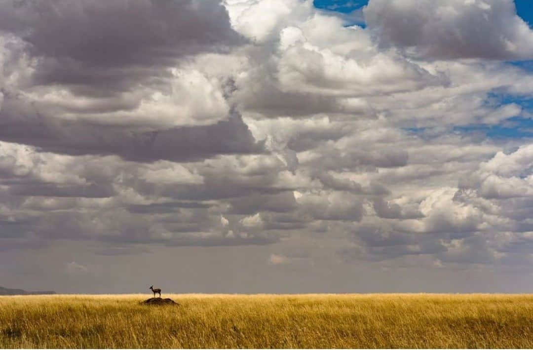 ナショナルジオグラフィックさんのインスタグラム写真 - (ナショナルジオグラフィックInstagram)「Photo by Stephen Wilkes @stephenwilkes | A lone gazelle surveys the landscape from atop a rock perch in Tanzania. To see more photos from my travels near and far, follow me @stephenwilkes. #StephenWilkes #Tanzania #Serengeti #Gazelle #Perched #Expanse」6月17日 8時13分 - natgeo