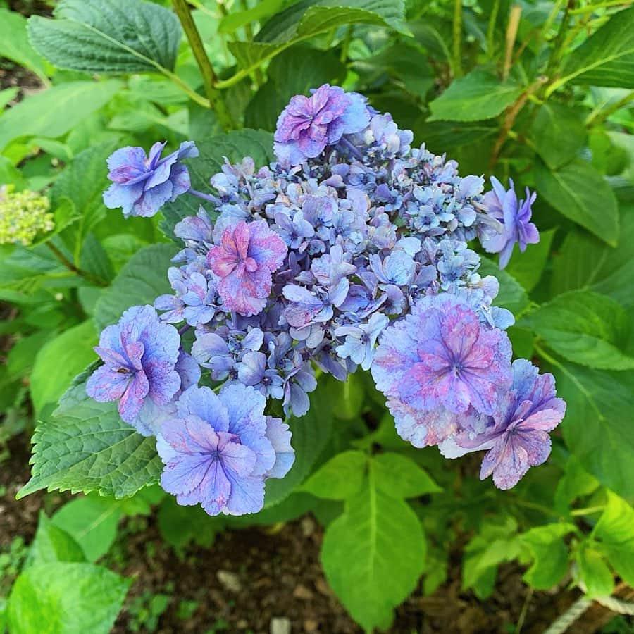 鈴木芳奈さんのインスタグラム写真 - (鈴木芳奈Instagram)「‪あじさいに囲まれて☺︎‬ ‪いろんな種類の紫陽花と‬。 ‪幸せな時間だった‬ ‪おはようございます‬ ‪ #あじさい #紫陽花 ‬#あじさいまつり」6月17日 8時20分 - tachibana_kanna