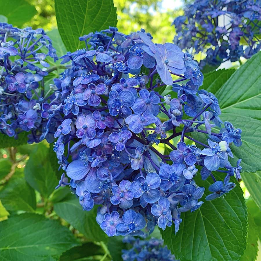 鈴木芳奈さんのインスタグラム写真 - (鈴木芳奈Instagram)「‪あじさいに囲まれて☺︎‬ ‪いろんな種類の紫陽花と‬。 ‪幸せな時間だった‬ ‪おはようございます‬ ‪ #あじさい #紫陽花 ‬#あじさいまつり」6月17日 8時20分 - tachibana_kanna