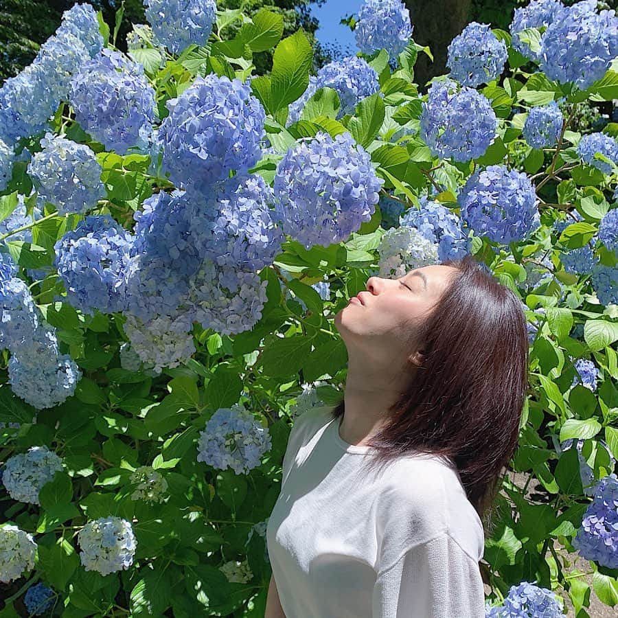 鈴木芳奈のインスタグラム：「‪あじさいに囲まれて☺︎‬ ‪いろんな種類の紫陽花と‬。 ‪幸せな時間だった‬ ‪おはようございます‬ ‪ #あじさい #紫陽花 ‬#あじさいまつり」
