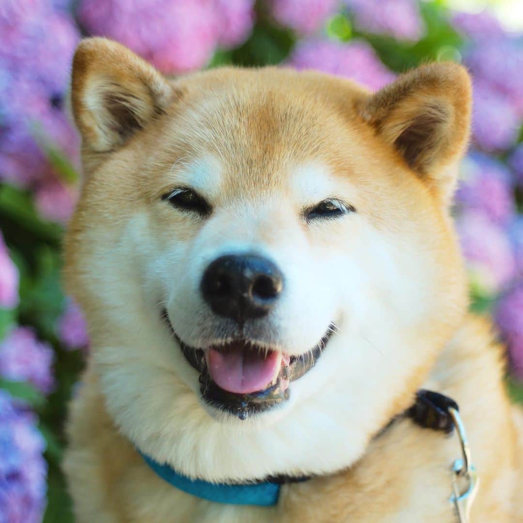 まる（まるたろう）さんのインスタグラム写真 - (まる（まるたろう）Instagram)「Be smiling on Monday!!✨🐶☺️✨月曜日始まったよ〜 #パパ近すぎ #通り過ぎる人みんな見てるから #パパの日終わったから #アジサイに負けてないよぉ #とかいらない #やめて #月曜日は笑顔で頑張る日」6月17日 8時35分 - marutaro