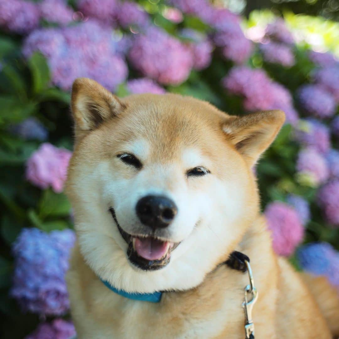 まる（まるたろう）さんのインスタグラム写真 - (まる（まるたろう）Instagram)「Be smiling on Monday!!✨🐶☺️✨月曜日始まったよ〜 #パパ近すぎ #通り過ぎる人みんな見てるから #パパの日終わったから #アジサイに負けてないよぉ #とかいらない #やめて #月曜日は笑顔で頑張る日」6月17日 8時35分 - marutaro