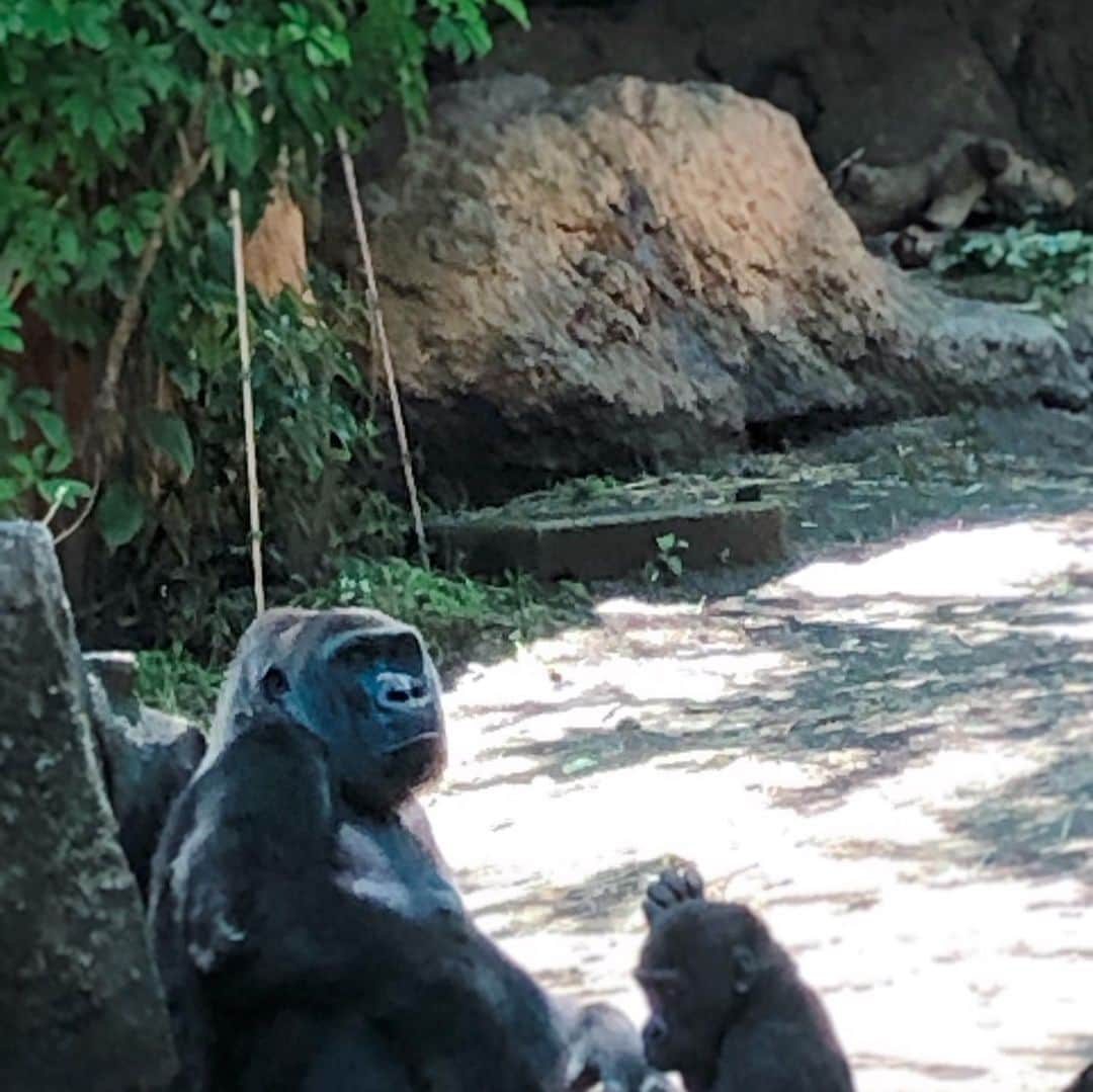 国生さゆりさんのインスタグラム写真 - (国生さゆりInstagram)「初🦚上野動物園に行って来ました🦍🦛🦒🦓パンダ70分待ち😭断念  その後アメ横に移動  手塚治虫さんと菊花刺繍さんのコラボ火の鳥スカジャンみんなでお揃いの衝動買い🧟‍♂️✨良い休日でした💙#上野動物園 #アメ横 #スカジャン女子 #火の鳥 #国生さゆり」6月17日 8時29分 - sayurikokusho