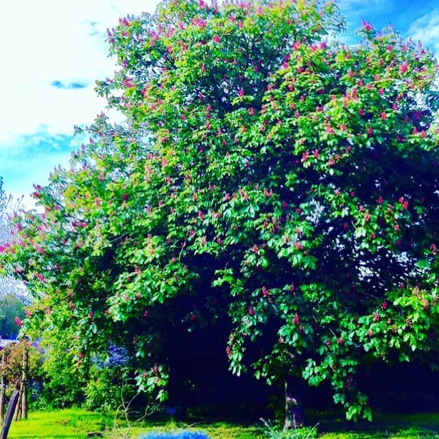 光野桃さんのインスタグラム写真 - (光野桃Instagram)「この季節になると、いつも思い出す、英国ウェールズ地方のレッドチェスナットの古い巨木。キャンドルのように空に向かって立つ赤い花々。 先回りして悩んでしまう心配性のときは、バッチフラワーエッセンスのレッドチェスナットが効きそうです。 新しい1週間の始まり。元気に行きましょ。  #レッドチェスナット #ウェールズ」6月17日 8時51分 - mitsuno.momo