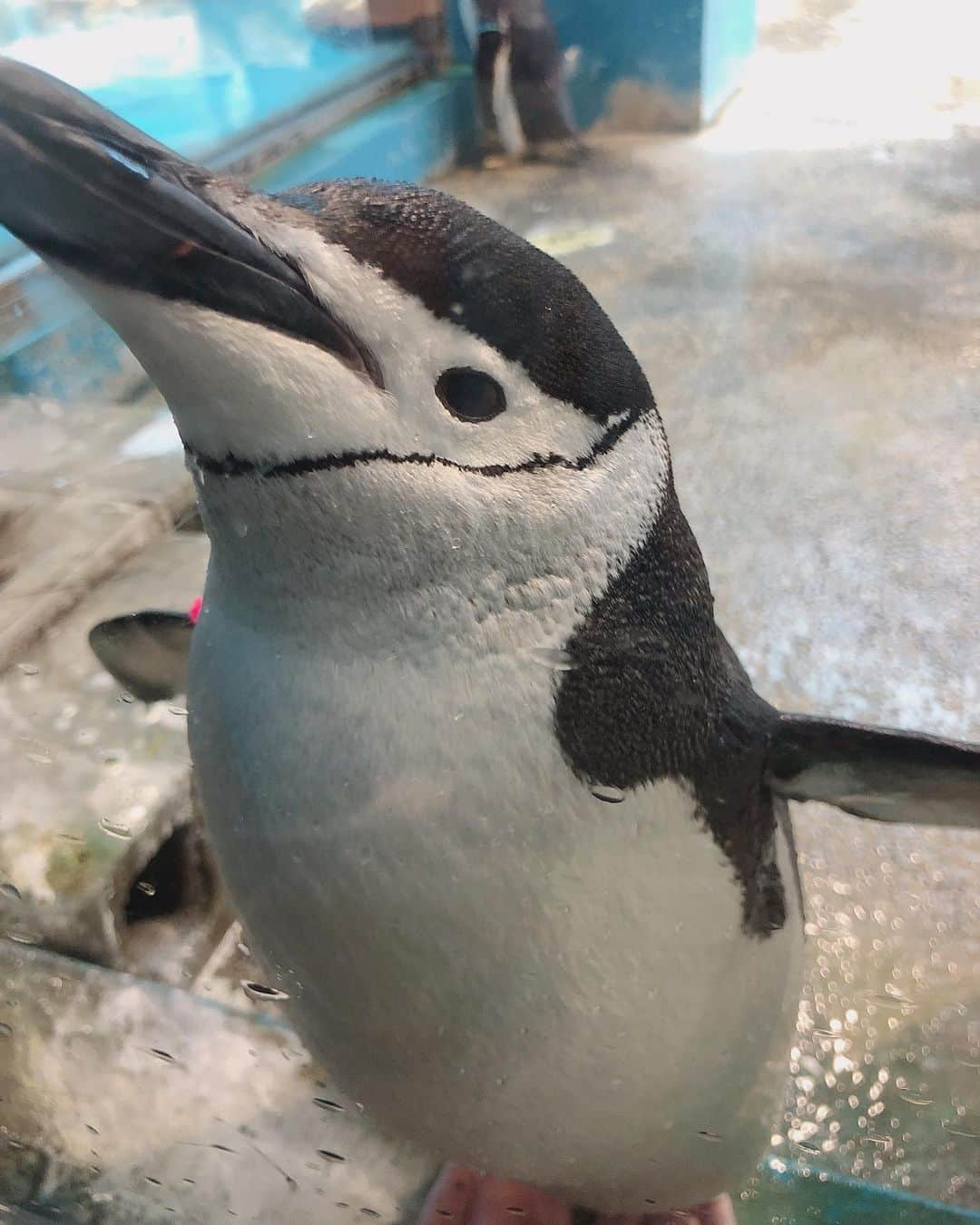 山口託矢さんのインスタグラム写真 - (山口託矢Instagram)「ペンギンちゃん🐧 . . 人懐っこくて激かわです💕 . . #バリすご8 #長崎 #ペンギン」6月17日 8時55分 - taku_ya_maguchi