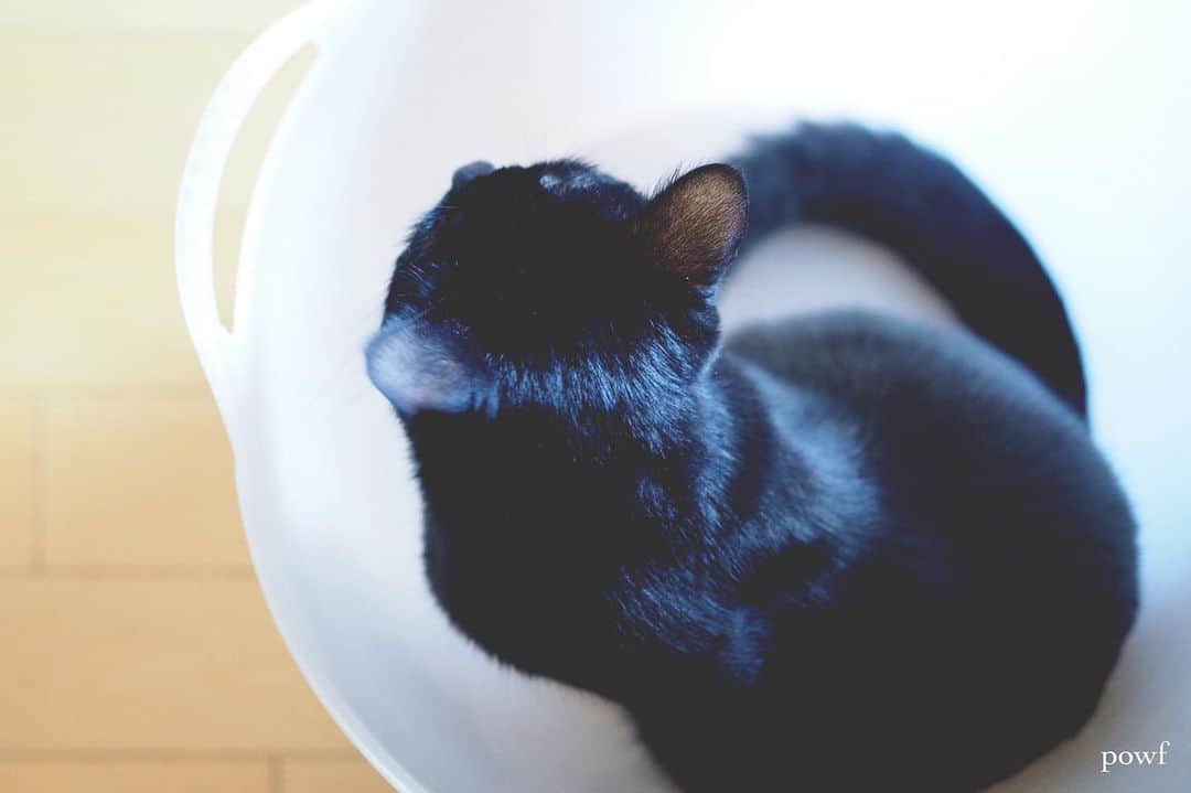 anemone_69のインスタグラム：「. 今日も洗濯日和☀︎ . . #ハカセとキョウジュ #blackcat #黒猫 #cat #猫 #保護猫 . . .」