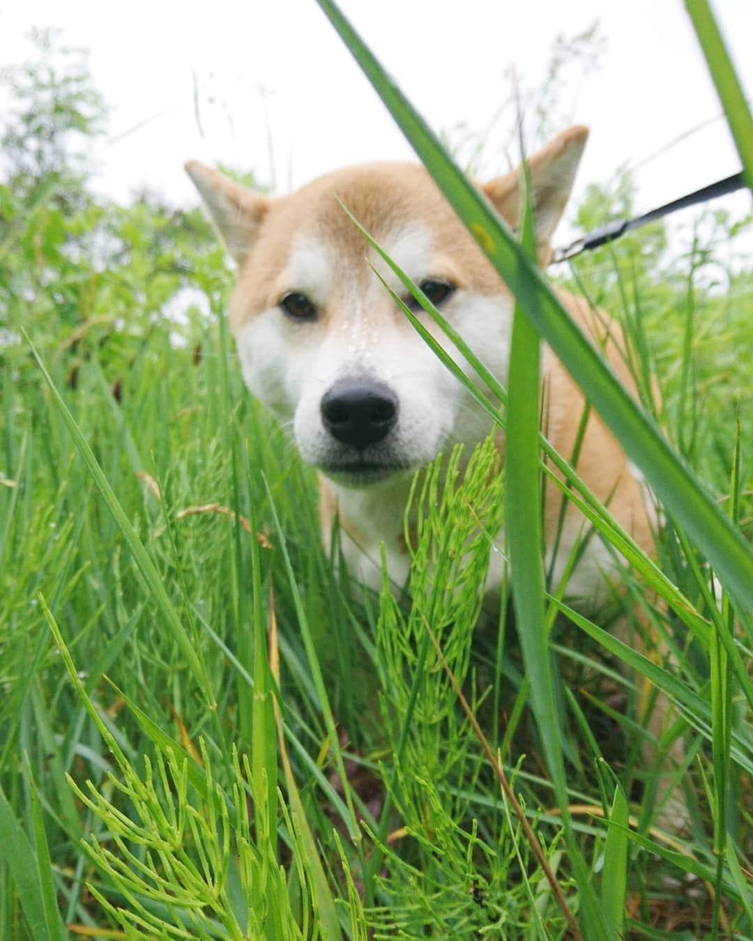 柴犬⭐️サスケさんのインスタグラム写真 - (柴犬⭐️サスケInstagram)「おはわん #柴犬#赤柴#犬ら部#🐶📷#茶助とｶﾞｽﾄﾝﾙｰｶﾞ#🐶#💼 公式サイトで15%offディスカウントだワン🐶 コード: shiba2015(期限なし) http://gastonluga.com @gastonluga #送料返送料無料だワン #GastonLuga#ガストンルーガ #バックパック #リュック#これで旅行行きます#ありがとうございます#ガストンルーガリュック#今ならパスケースも貰えるワンよ」6月17日 9時11分 - shiba20150405