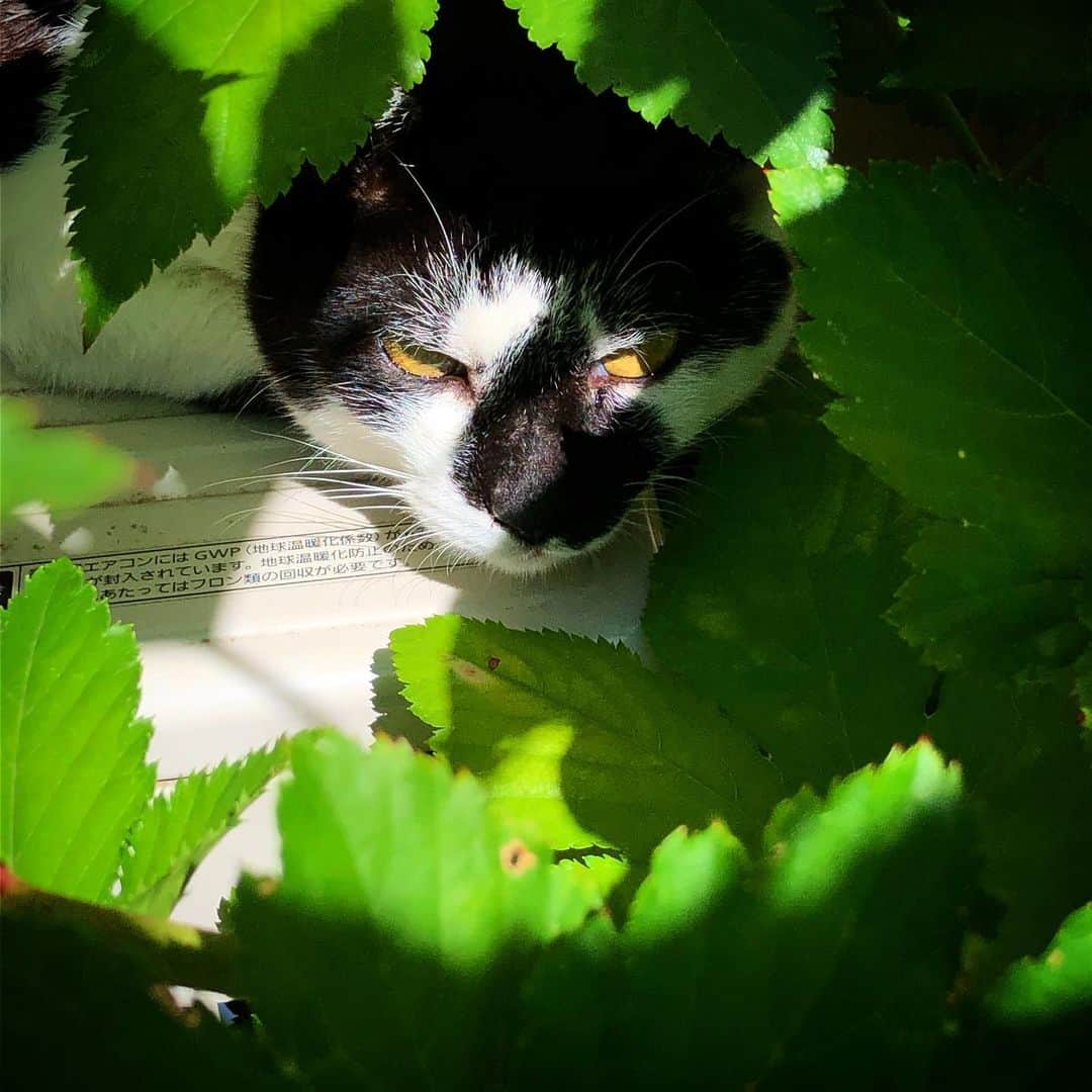 kerokerokingdxさんのインスタグラム写真 - (kerokerokingdxInstagram)「木苺の葉陰で朝昼寝ニャのら！ #たんしー #しーちゃん通り #しーちゃん #ねこ #cat」6月17日 9時08分 - kerokerokingdx