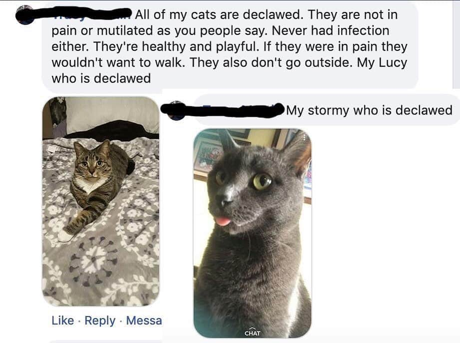 City the Kittyさんのインスタグラム写真 - (City the KittyInstagram)「Dear West Michigan cat owner, Unfortunately you were deceived by your unethical declawing veterinarian or someone you trusted, to believe this inhumane and mutilating amputation procedure is ok.😿 . We are here to inform you about the awful facts about declawing and about the easy, humane options. (Link is on our Instagram bio.) . Unfortunately most declawing veterinarians make easy and good money amputating the toe bones and claws on your beloved cats, and they care more about the welfare of their pocketbooks than they do for the welfare of your innocent cats. 😾😾🐾 #KnowBetterDoBetter #PawsNeedClaws Please take 60 seconds and sign our petition to inspire  Michigan declawing veterinarians to honor their oath and stop harming cats by declawing them. Link is on my Instagram bio. 🙏🏻🐾 #westmichigan #fremontanimalhospital #animalwellnesscenterofwhitecloud #tellthetruth #stopdeclawing」6月17日 9時11分 - citythekitty