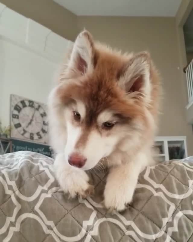 husky and malamuteのインスタグラム：「Wow...she is beautiful.🥰🥰😛 follow @alaskandaily （Twitter：alaskandaily）for more cute pic and video.😜 ……………………………………………………………… From @winter_logan_mila_adventures ……………………………………………………………… #alaskan#malamute#alaskanmalamute#alaskanhusky#malamutesofinstagram#puppylife#puppylove#puppydog#puppylover#dogdays#malamutepuppy#huskies#huskeypuppy#huskeiesreq#siberian#huskeiesofig#dogslife#dogsofnyc#cutedog#cutedogs#huskeypics#huskeylovers#huskygram#huskeylove#huskiesofinstagram#dogsofnyc#husky#狗」