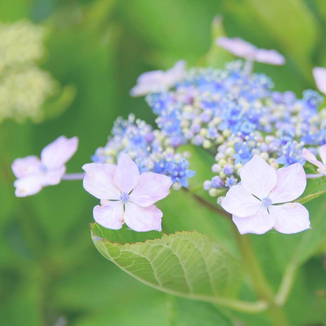 meekooさんのインスタグラム写真 - (meekooInstagram)「さわやかな青空。月曜日の晴れは元気が出るね😊 #今週もがんばるんば」6月17日 9時33分 - meekoo