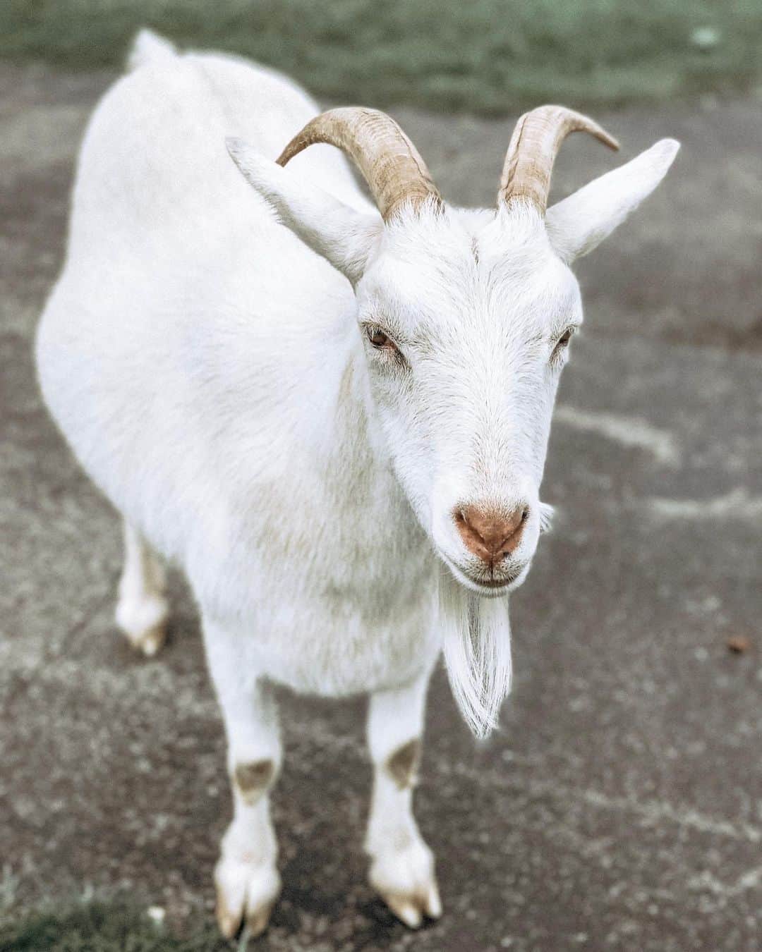Kindly Myersさんのインスタグラム写真 - (Kindly MyersInstagram)「Our silly billy goat passed away. 😔 he was old. The horses loved this guy. It won’t be the same without him. Swipe to the end to see a funny video of him. 😔」6月17日 9時48分 - kindlymyers