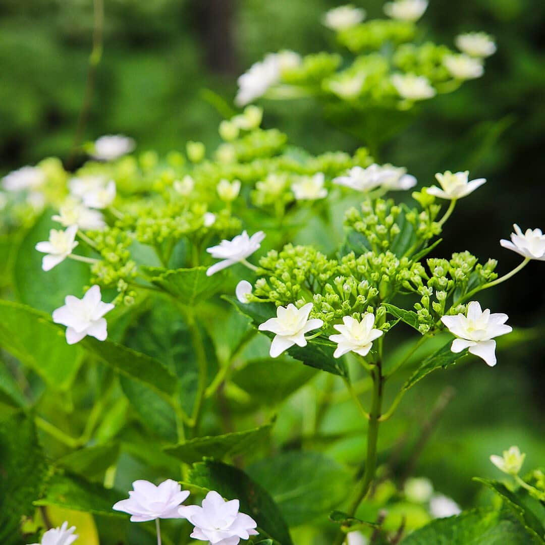 愛知県田原市さんのインスタグラム写真 - (愛知県田原市Instagram)「Every kind is really beautiful. * どの姿も本当に綺麗 *  #アジサイ祭り#最終日 #今日は白！！お天気もサイコー！ #可憐な白アジサイ #ずっとピュアなままでいて欲しい #だって今だけなんだもん  #たはら暮らし  #渥美半島#田原市#田原#伊良湖岬#伊良湖#赤羽根 #tahara#irago#akabane #サーフィン#surfing#田舎暮らし#日々の暮らし#休日の過ごし方#スローライフ#instagramjaran#igersjp」6月17日 10時02分 - tahara_kurashi