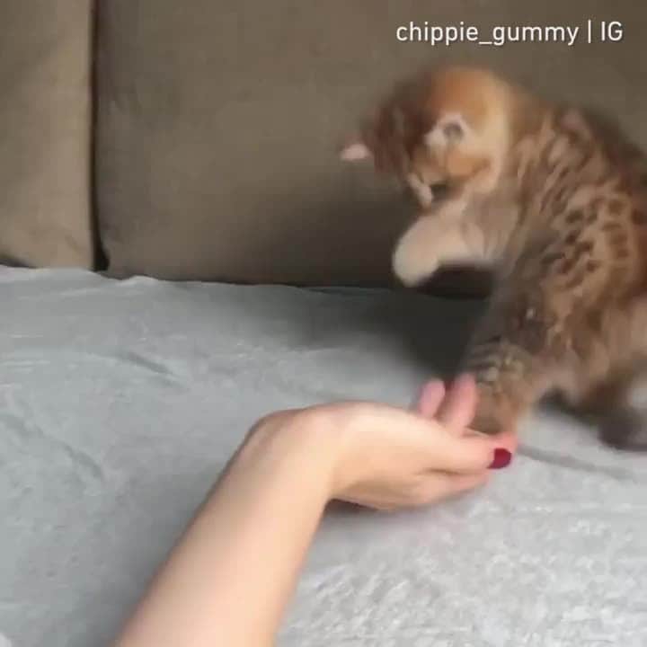 Aww Clubのインスタグラム